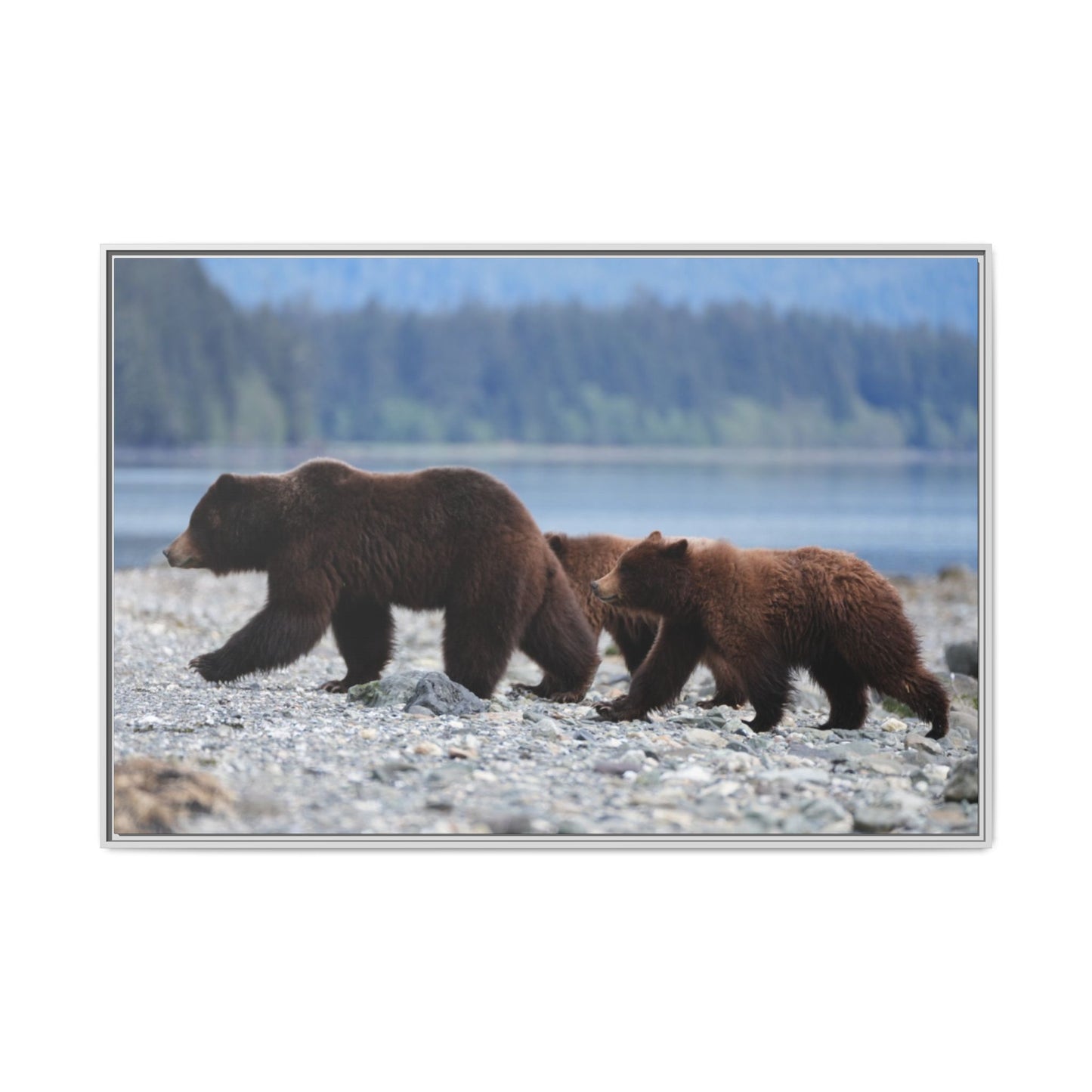 Mother Grizzly Bear & Cubs