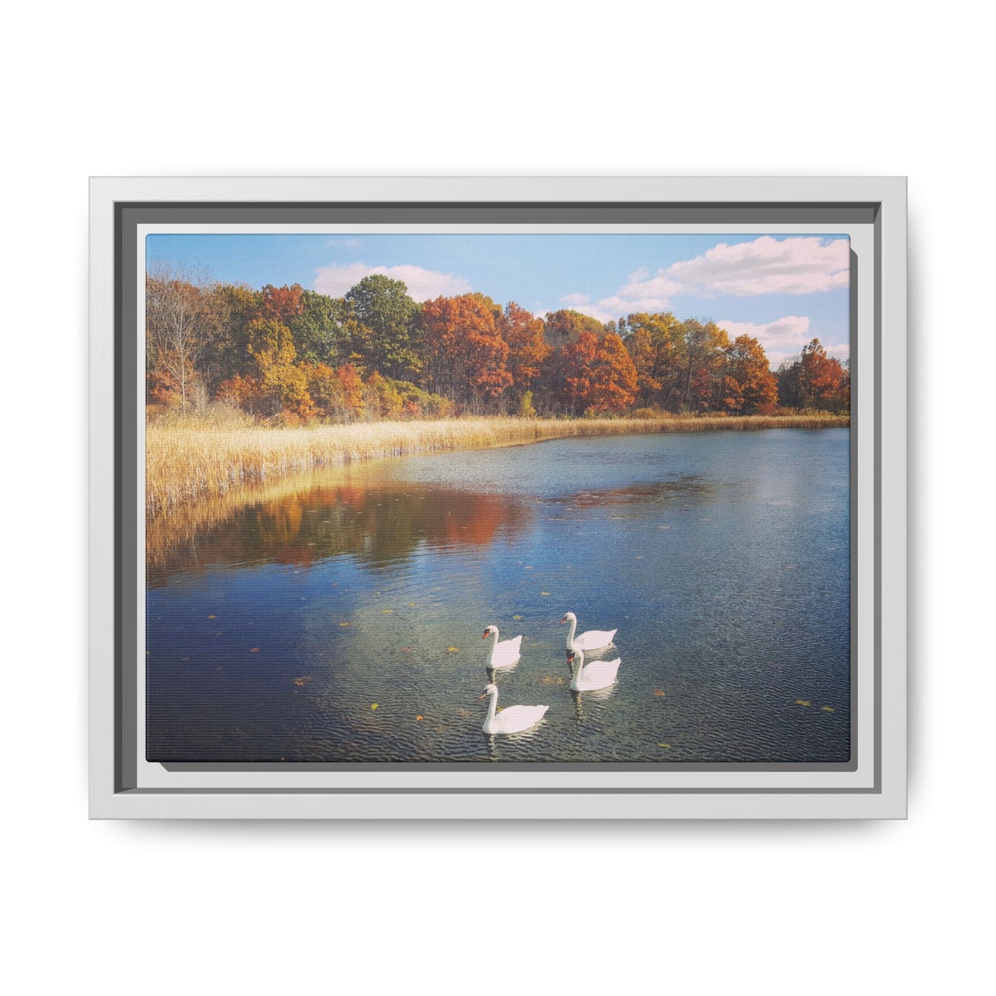 Four Swans at Crosswinds
