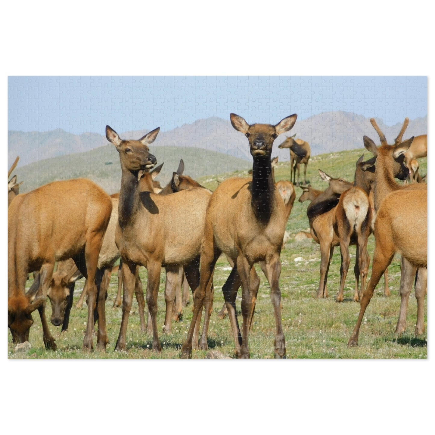 Elk-straordinary Challenge, Jigsaw Puzzle, Rocky Mountain Elk Herd