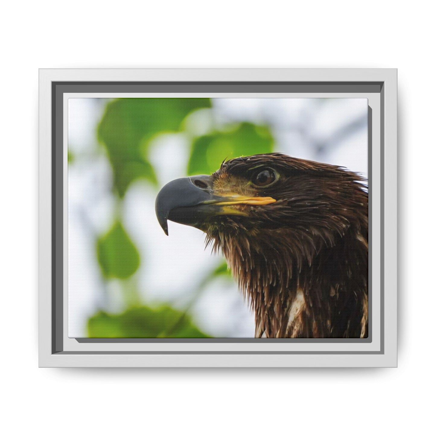 Alaskan Juvenile Eagle