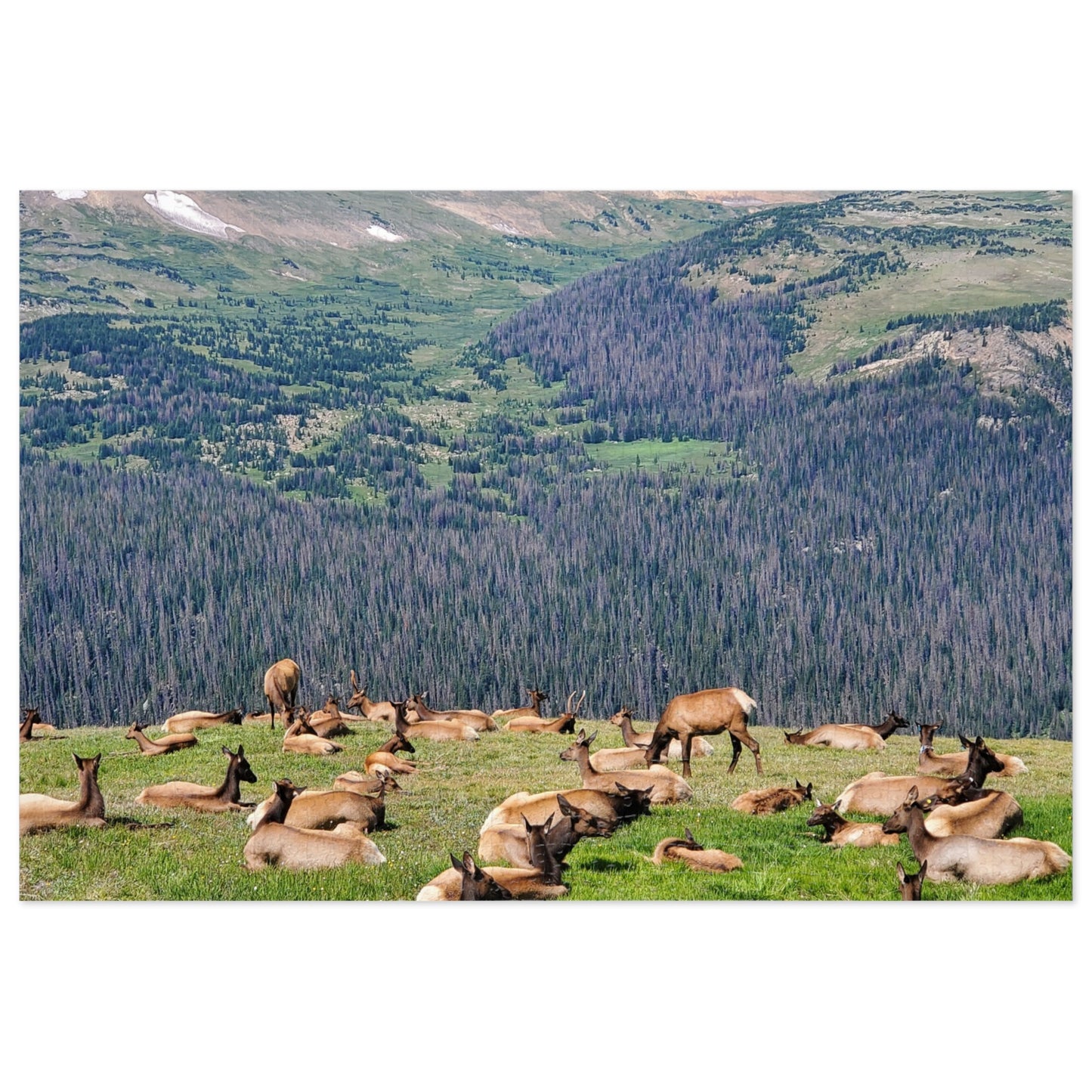 Elk-tastic Puzzling: A Wild Adventure!, Jigsaw Puzzle, Rocky Mountain, Elk Herd