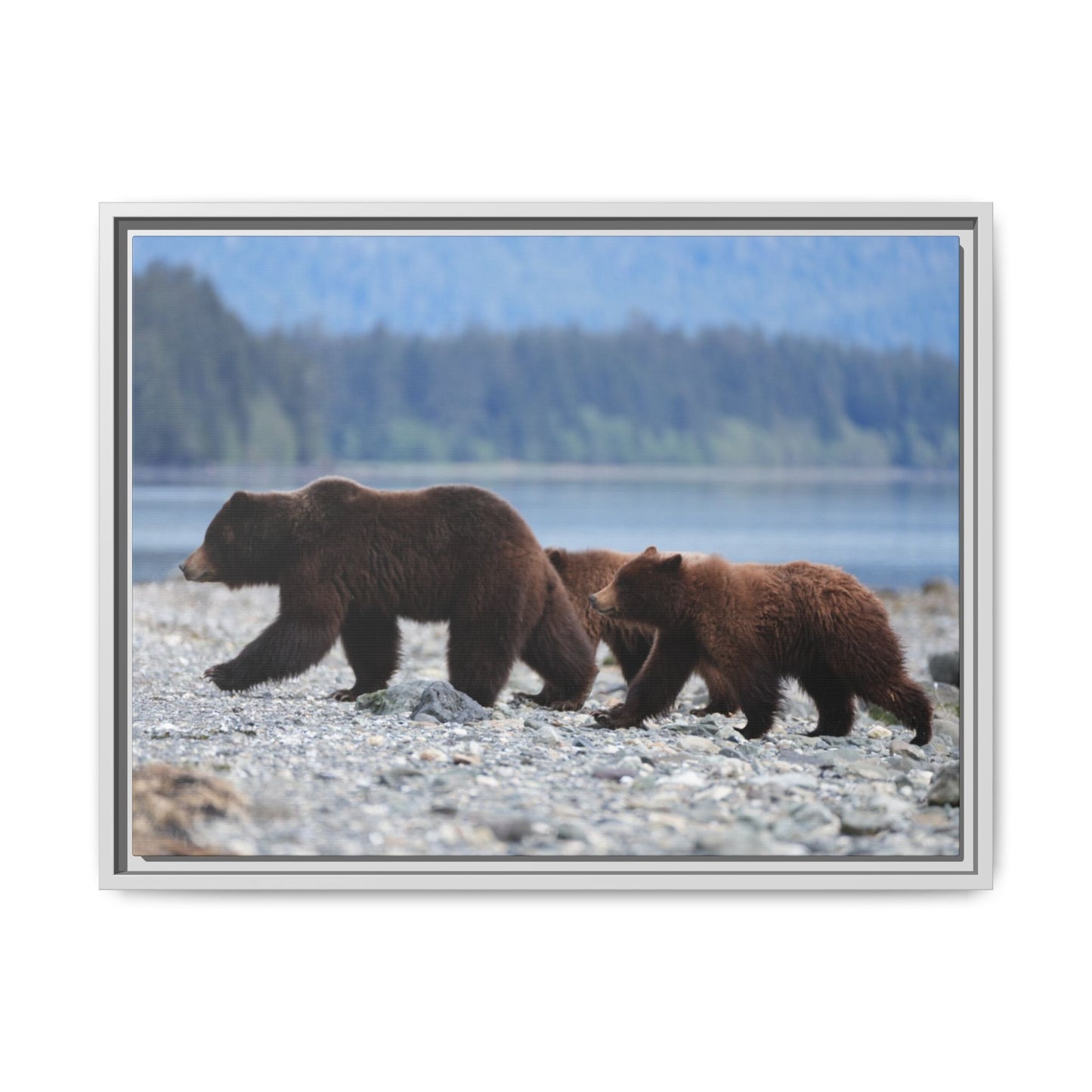 Mother Grizzly Bear & Cubs