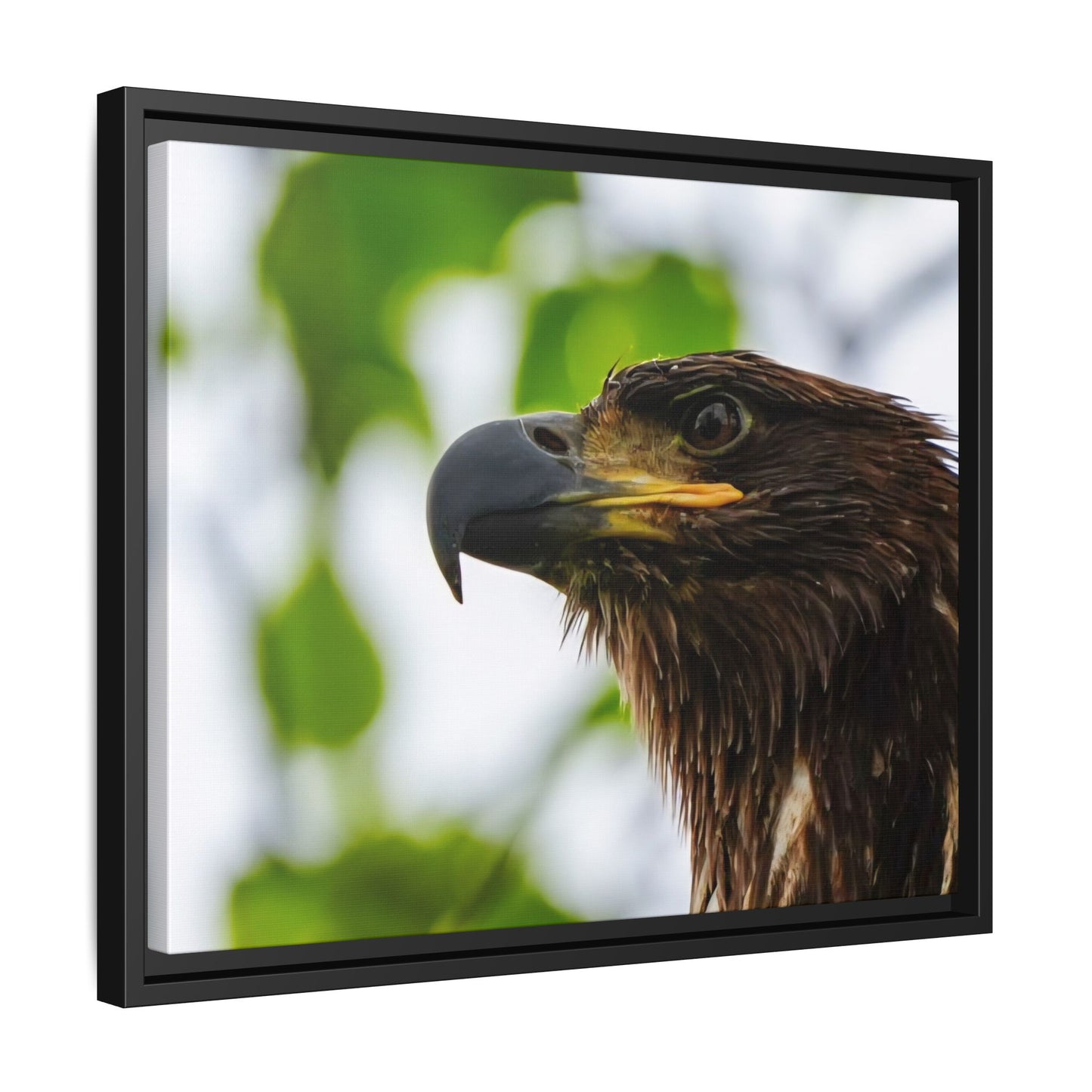 Alaskan Juvenile Eagle