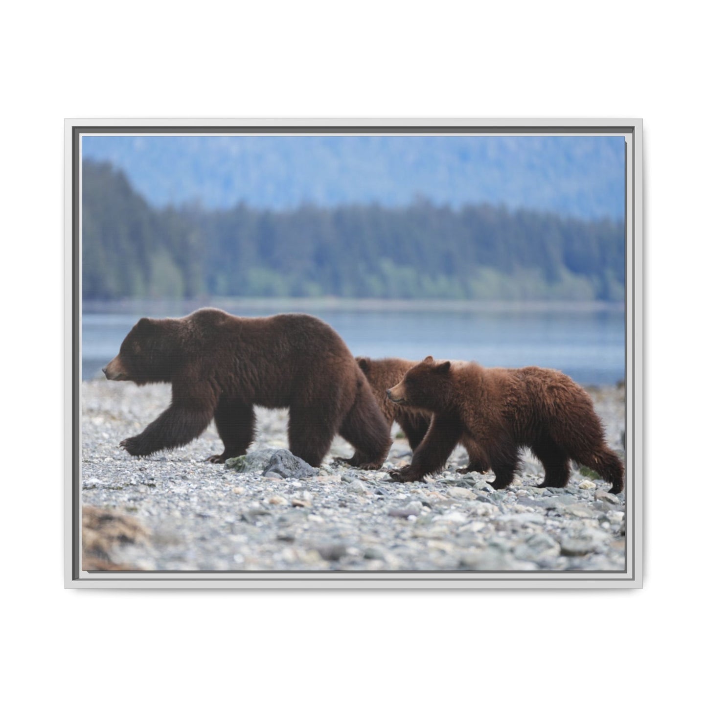 Mother Grizzly Bear & Cubs