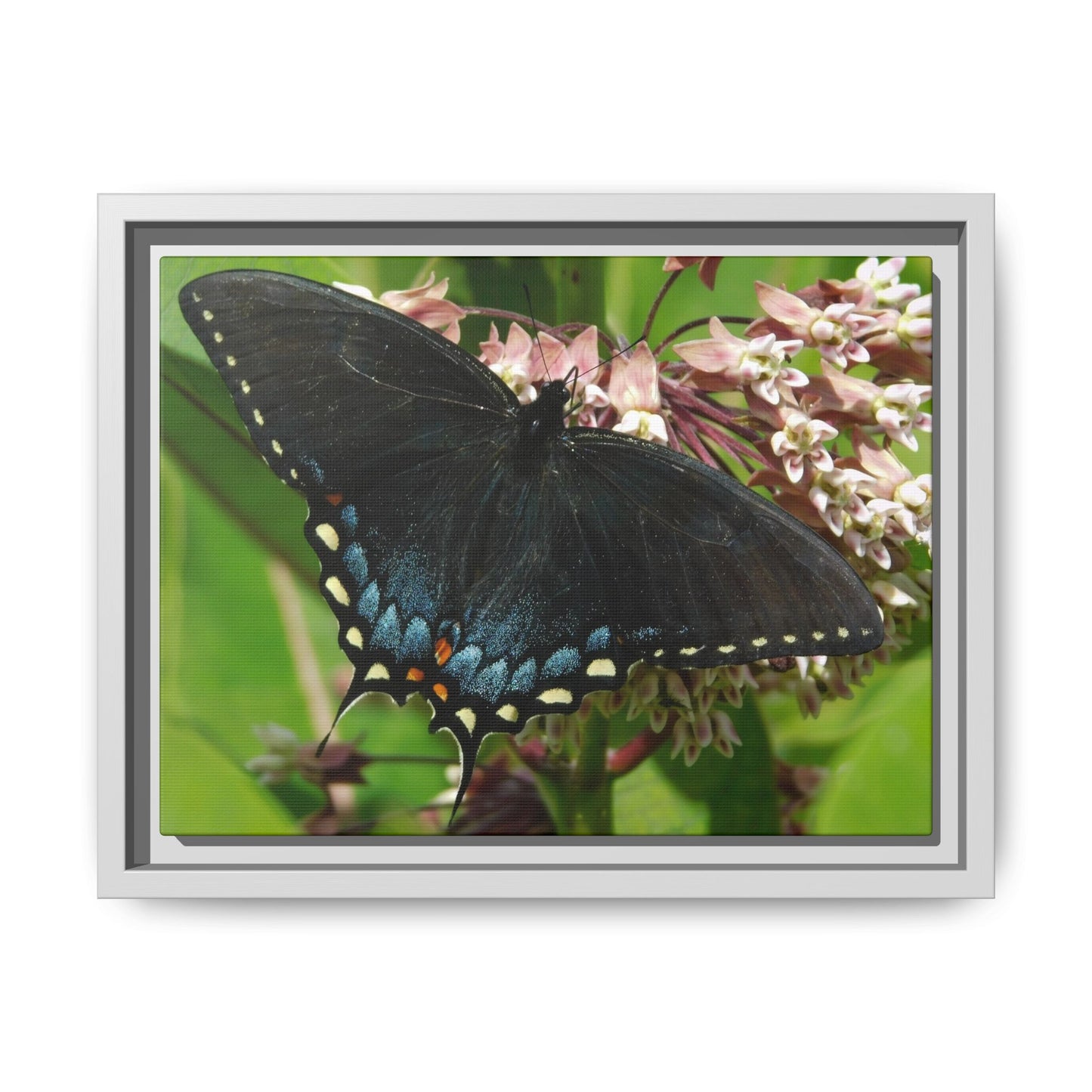 Blue Wings & Bloom Things