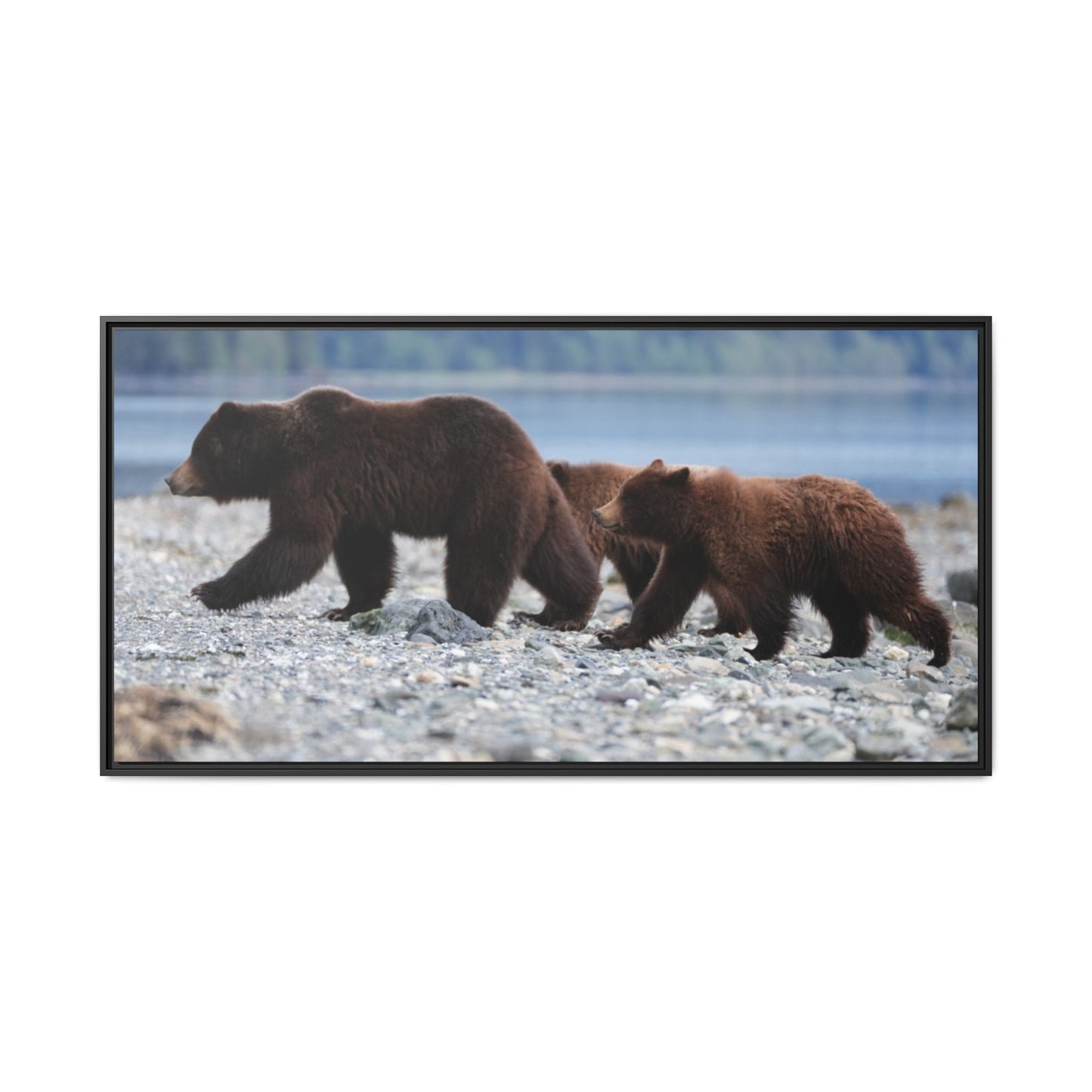 Mother Grizzly Bear & Cubs
