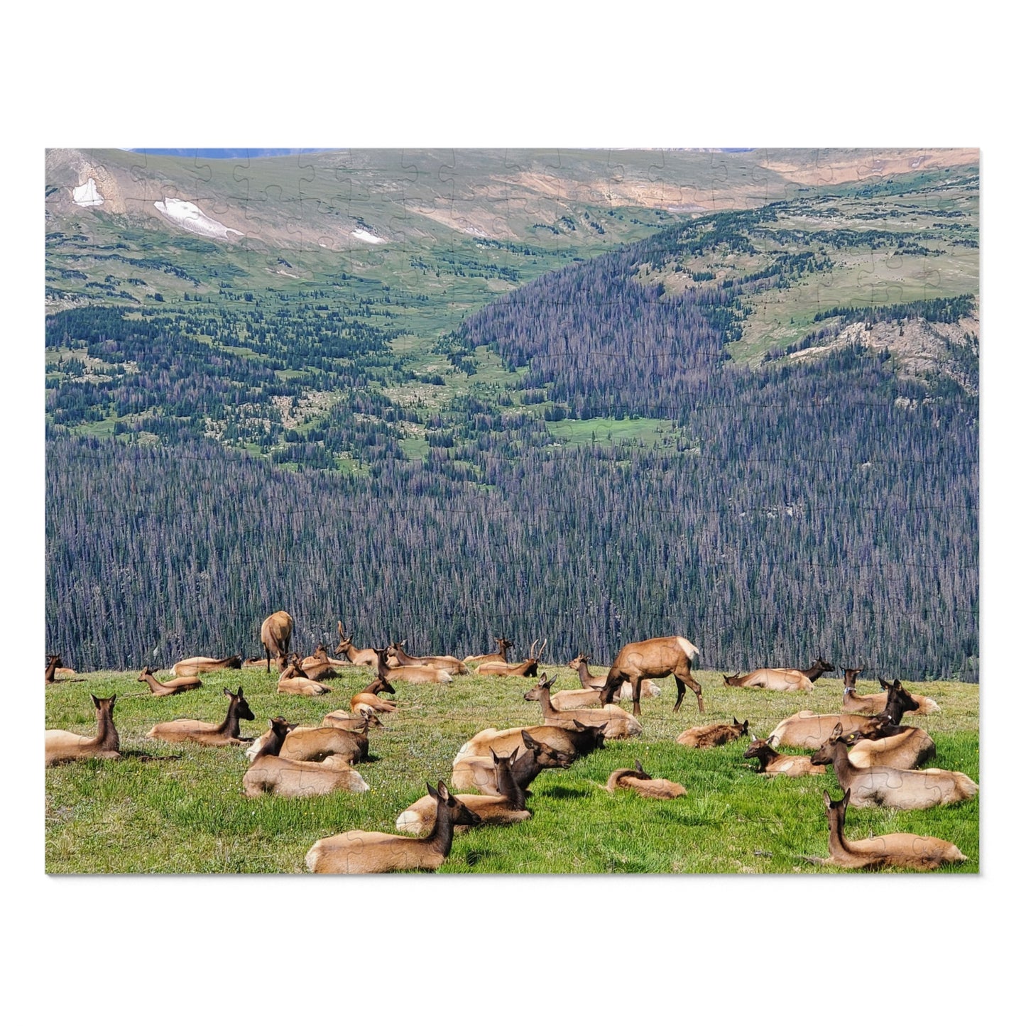 Elk-tastic Puzzling: A Wild Adventure!, Jigsaw Puzzle, Rocky Mountain, Elk Herd