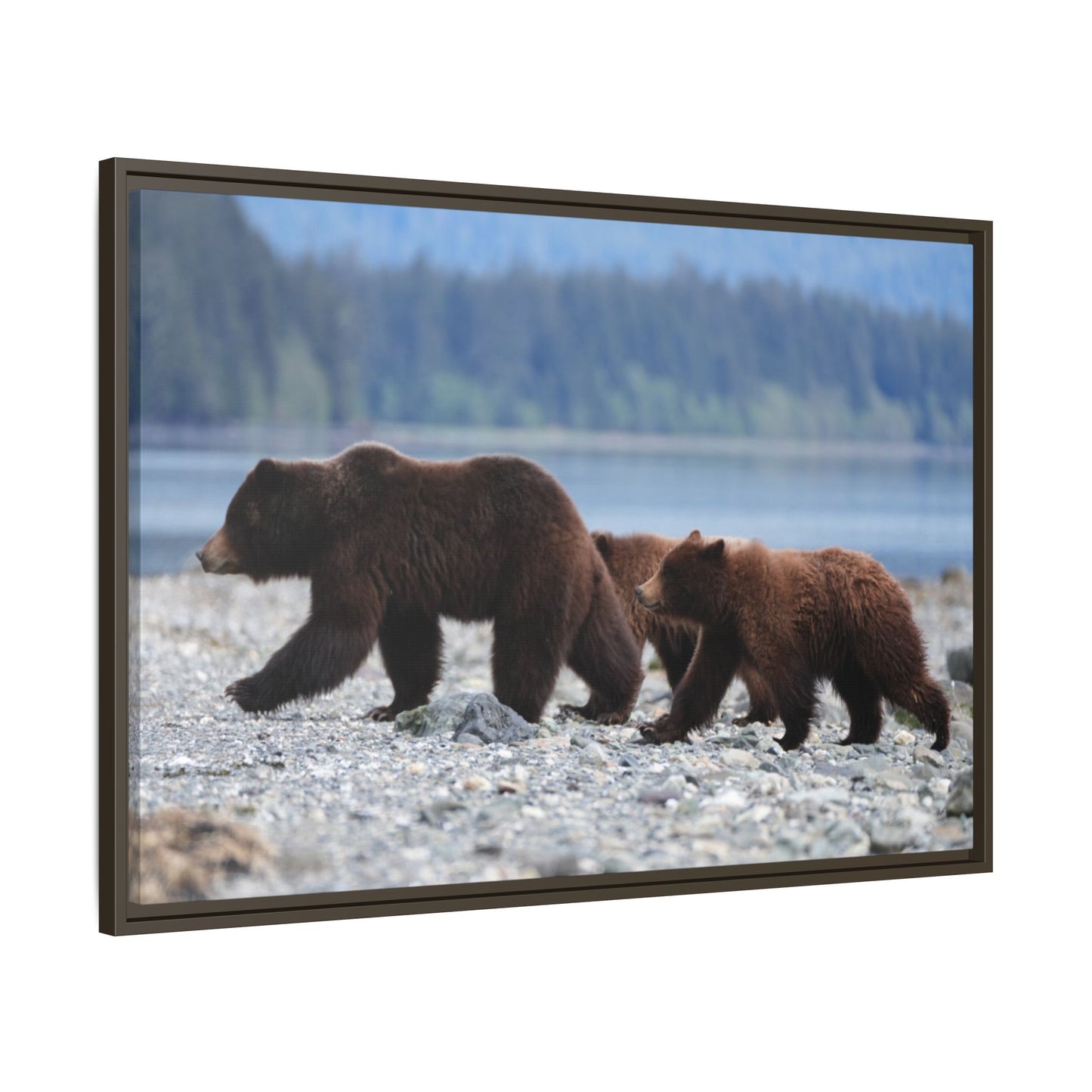 Mother Grizzly Bear & Cubs