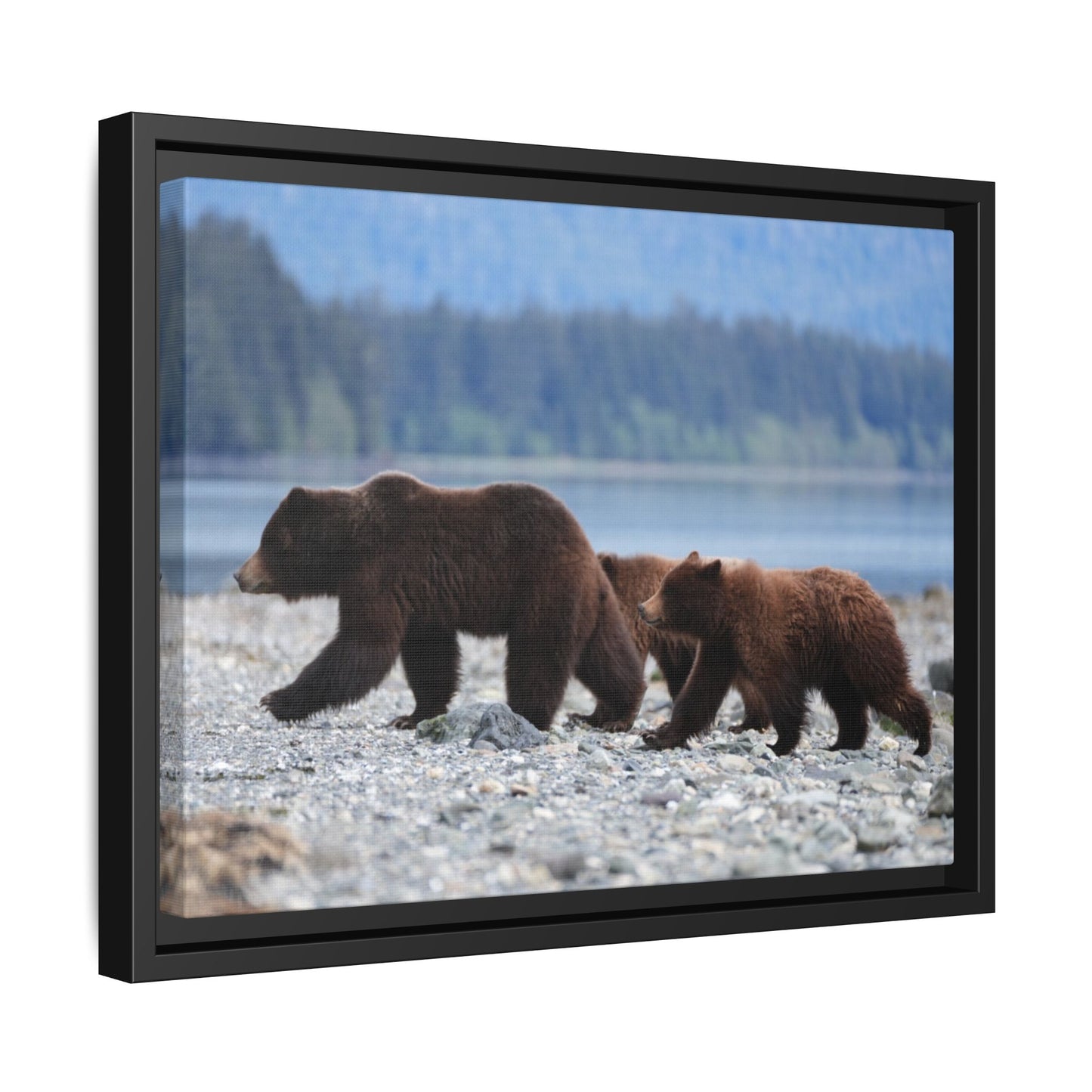 Mother Grizzly Bear & Cubs