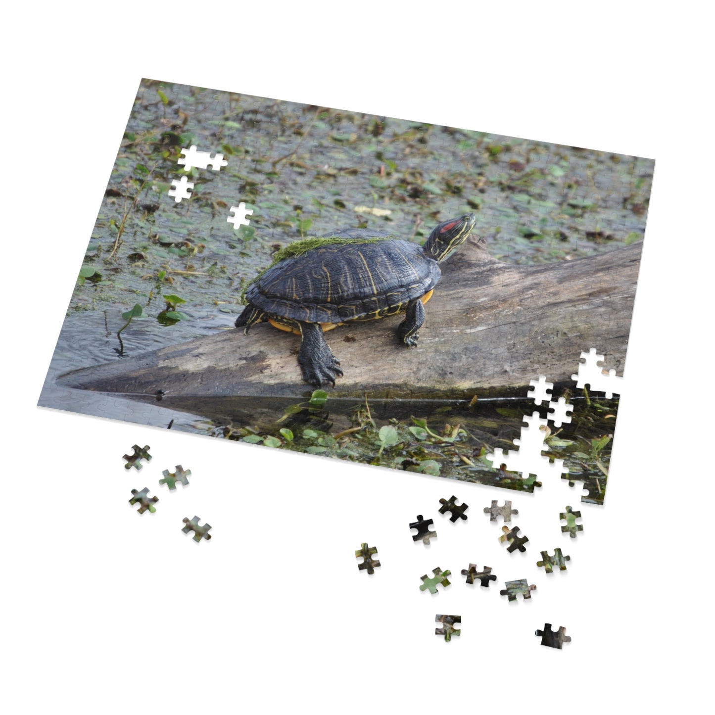 Shell-ebrate Sunbathing!, Jigsaw Puzzle with Tin