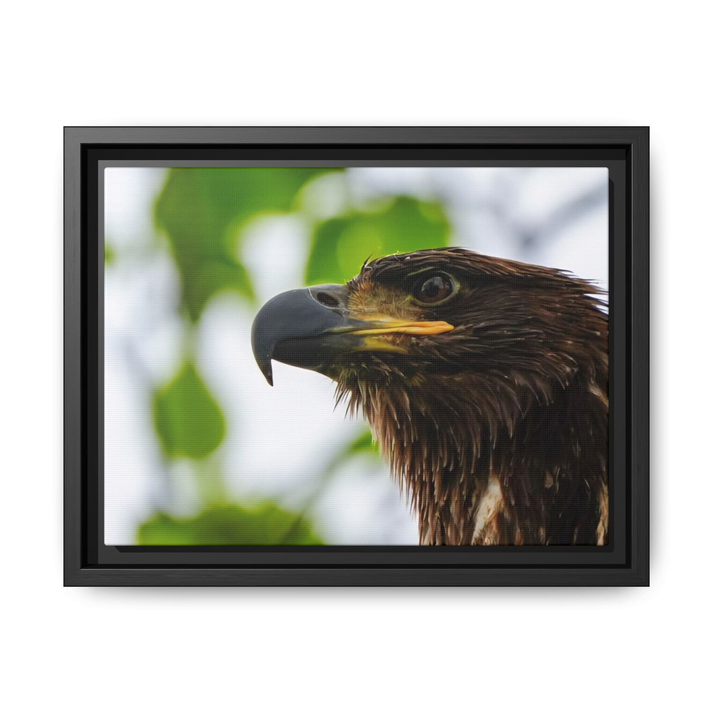 Alaskan Juvenile Eagle