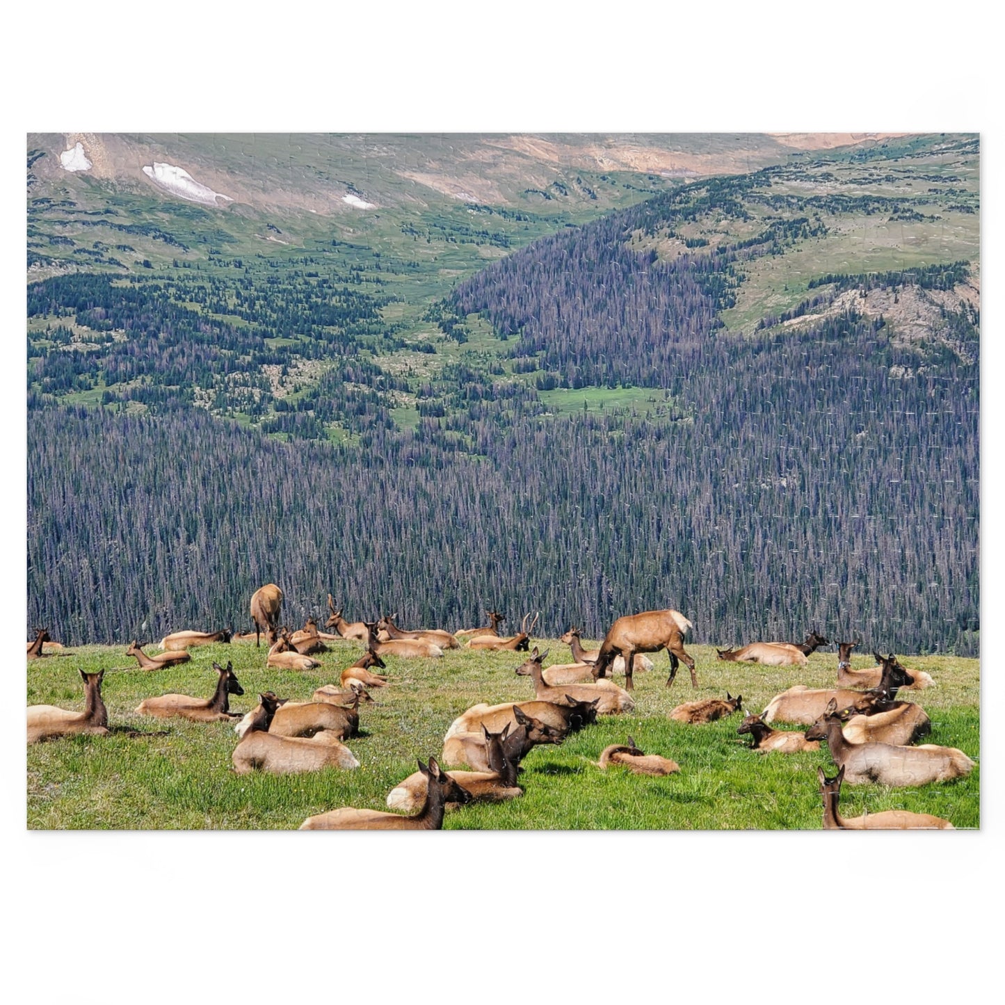 Elk-tastic Puzzling: A Wild Adventure!, Jigsaw Puzzle, Rocky Mountain, Elk Herd