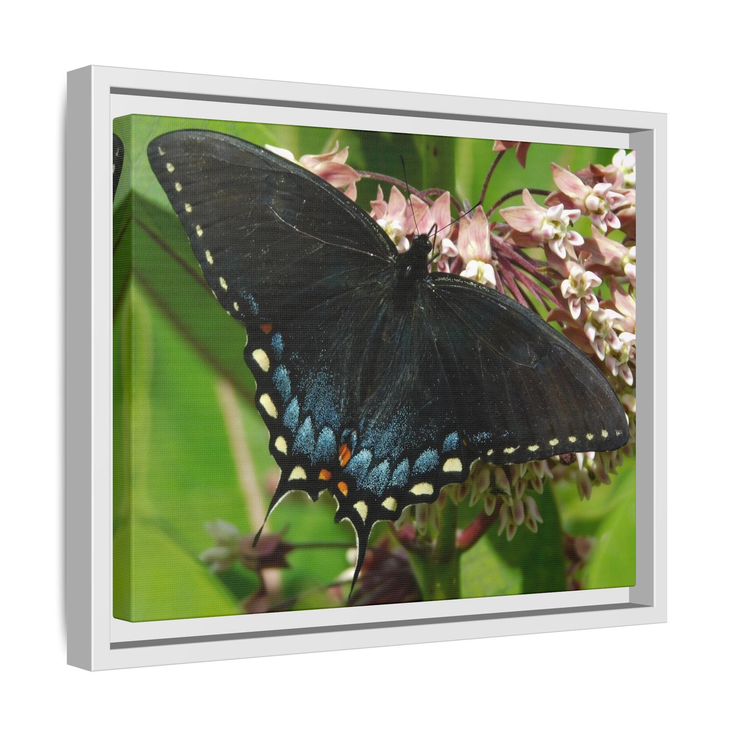 Blue Wings & Bloom Things