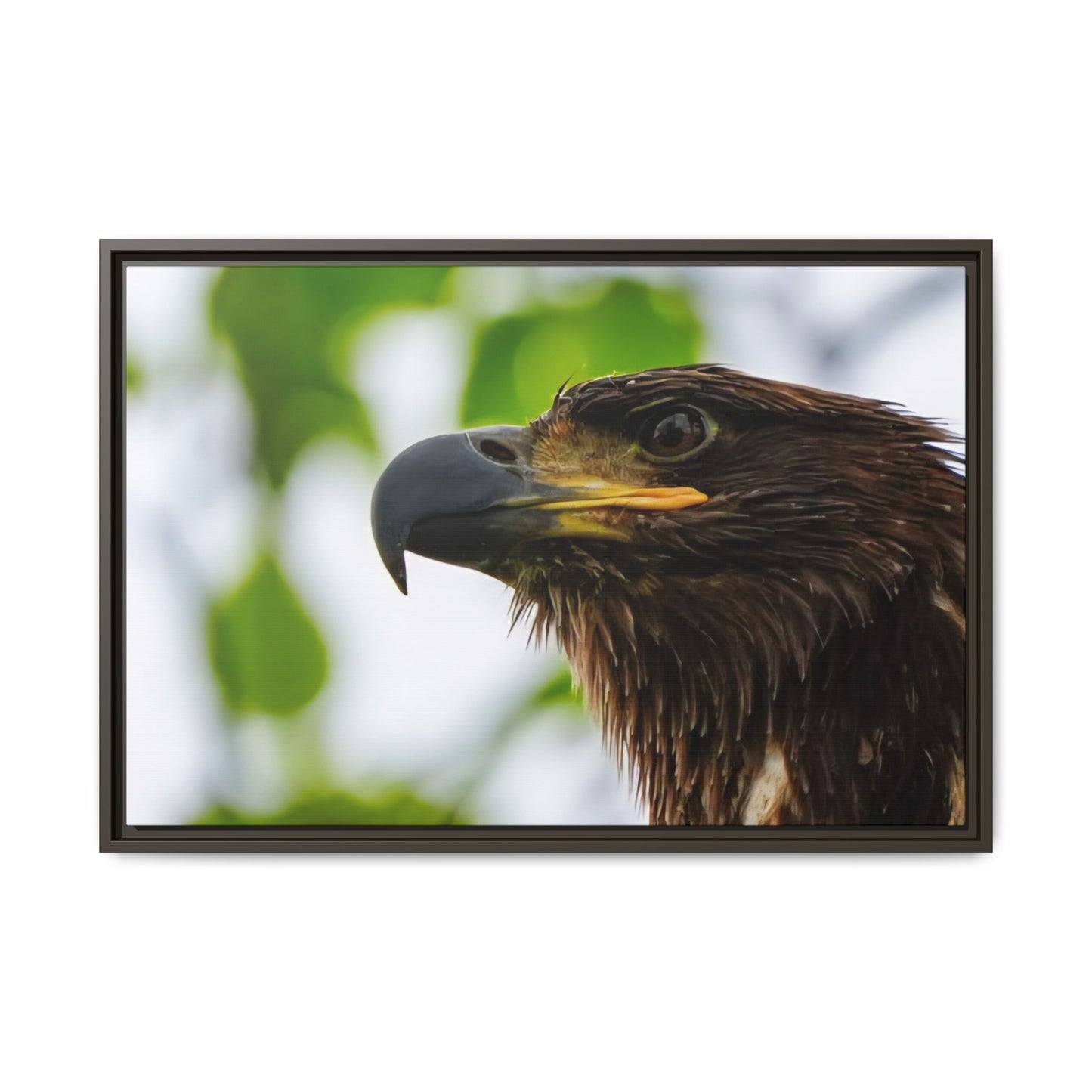 Alaskan Juvenile Eagle