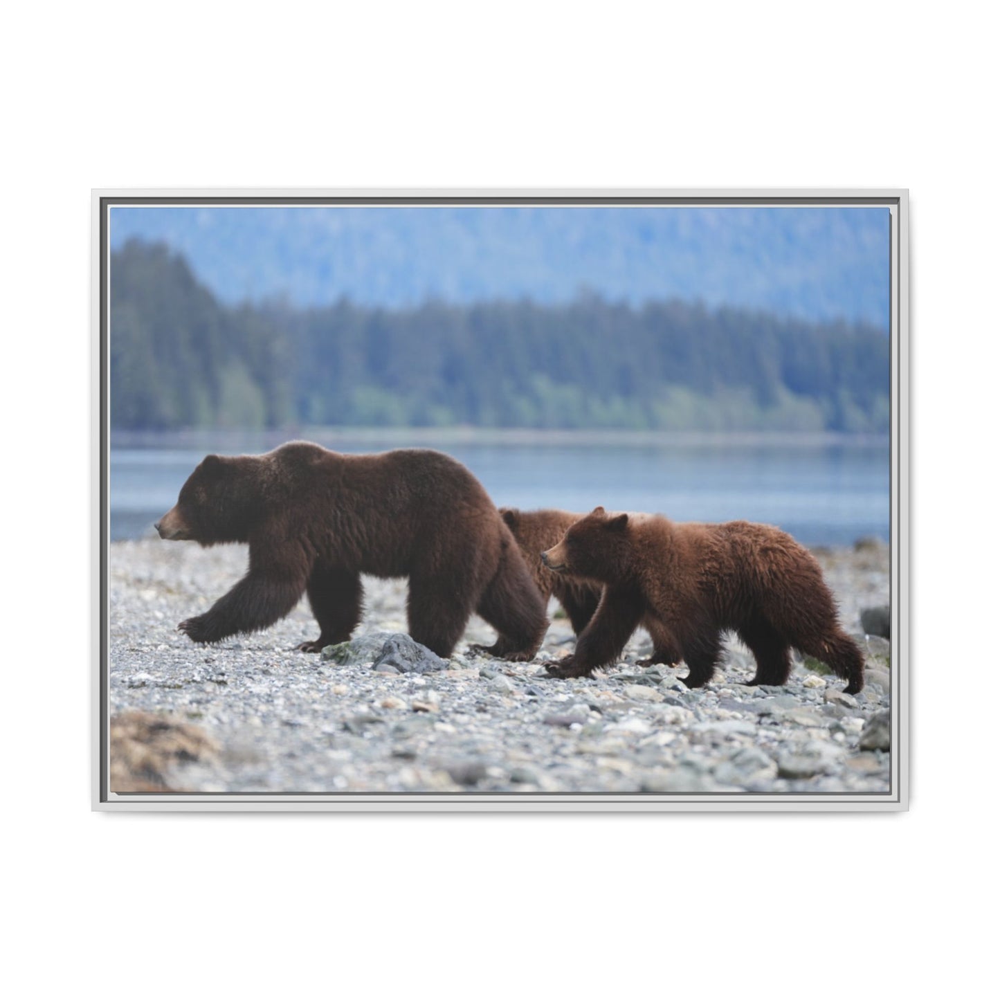 Mother Grizzly Bear & Cubs