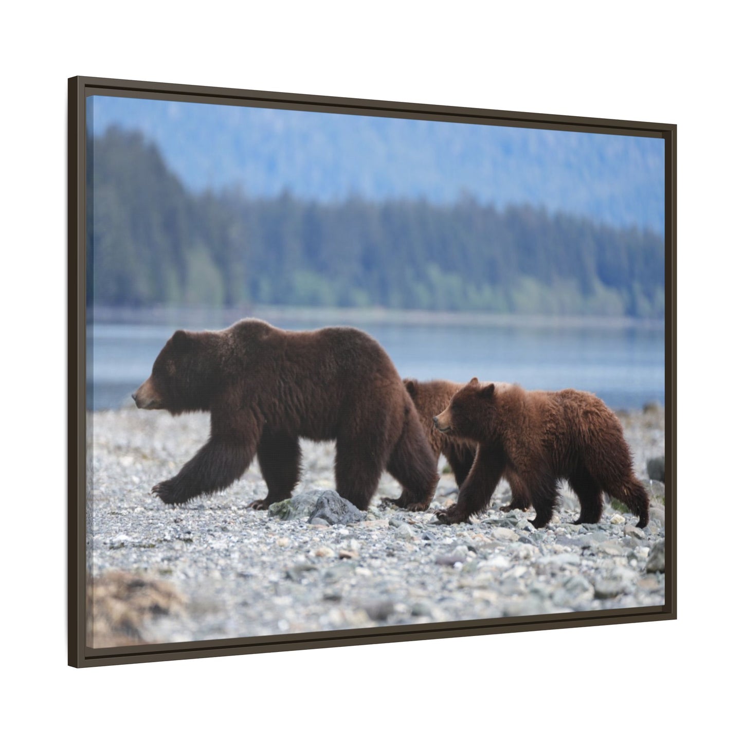 Mother Grizzly Bear & Cubs