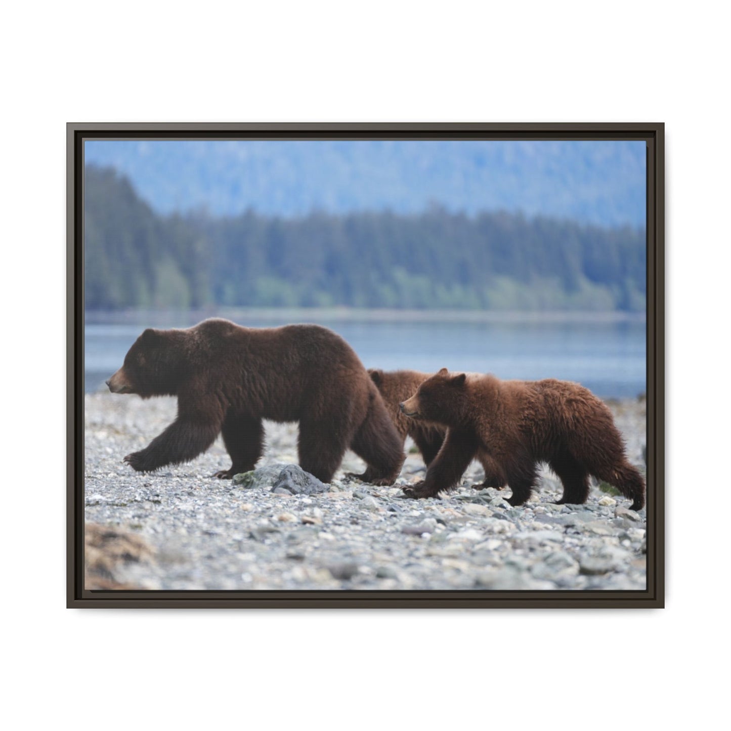 Mother Grizzly Bear & Cubs