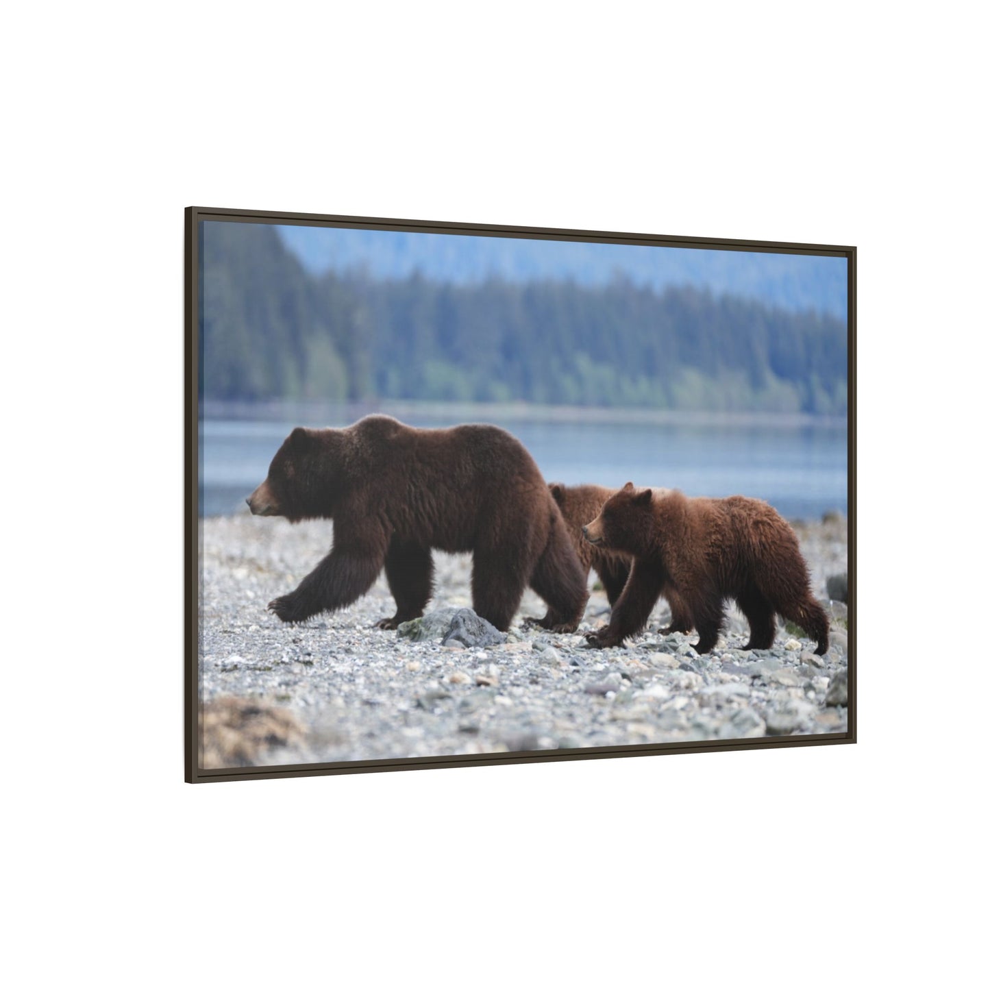 Mother Grizzly Bear & Cubs