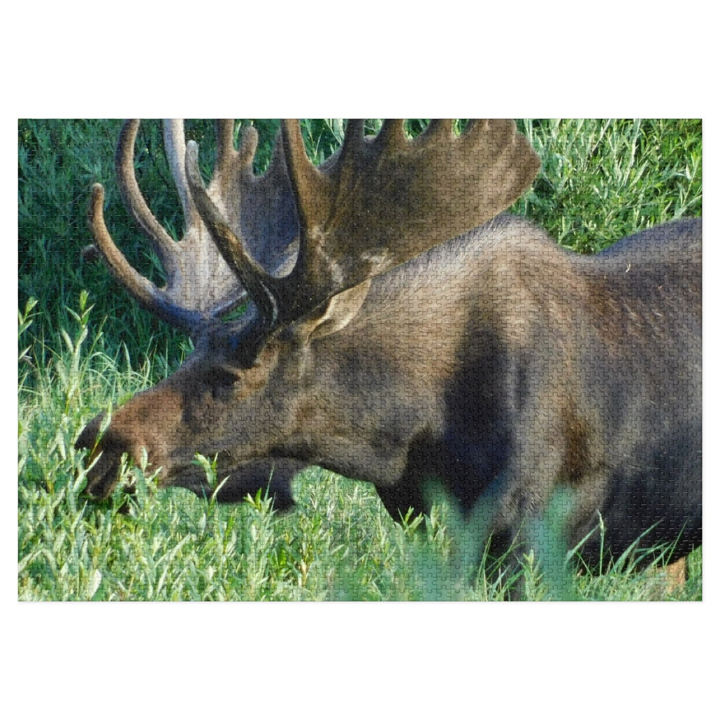 Moose on the Loose: Puzzle Edition, Jigsaw Puzzle, Rocky Mountain