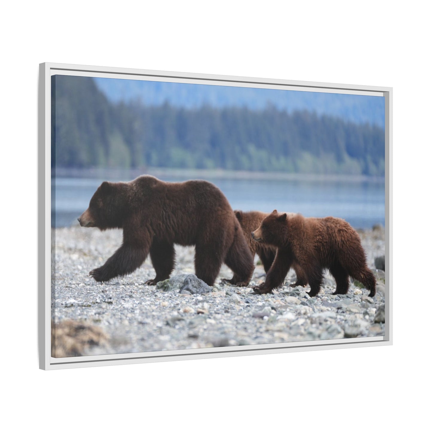 Mother Grizzly Bear & Cubs