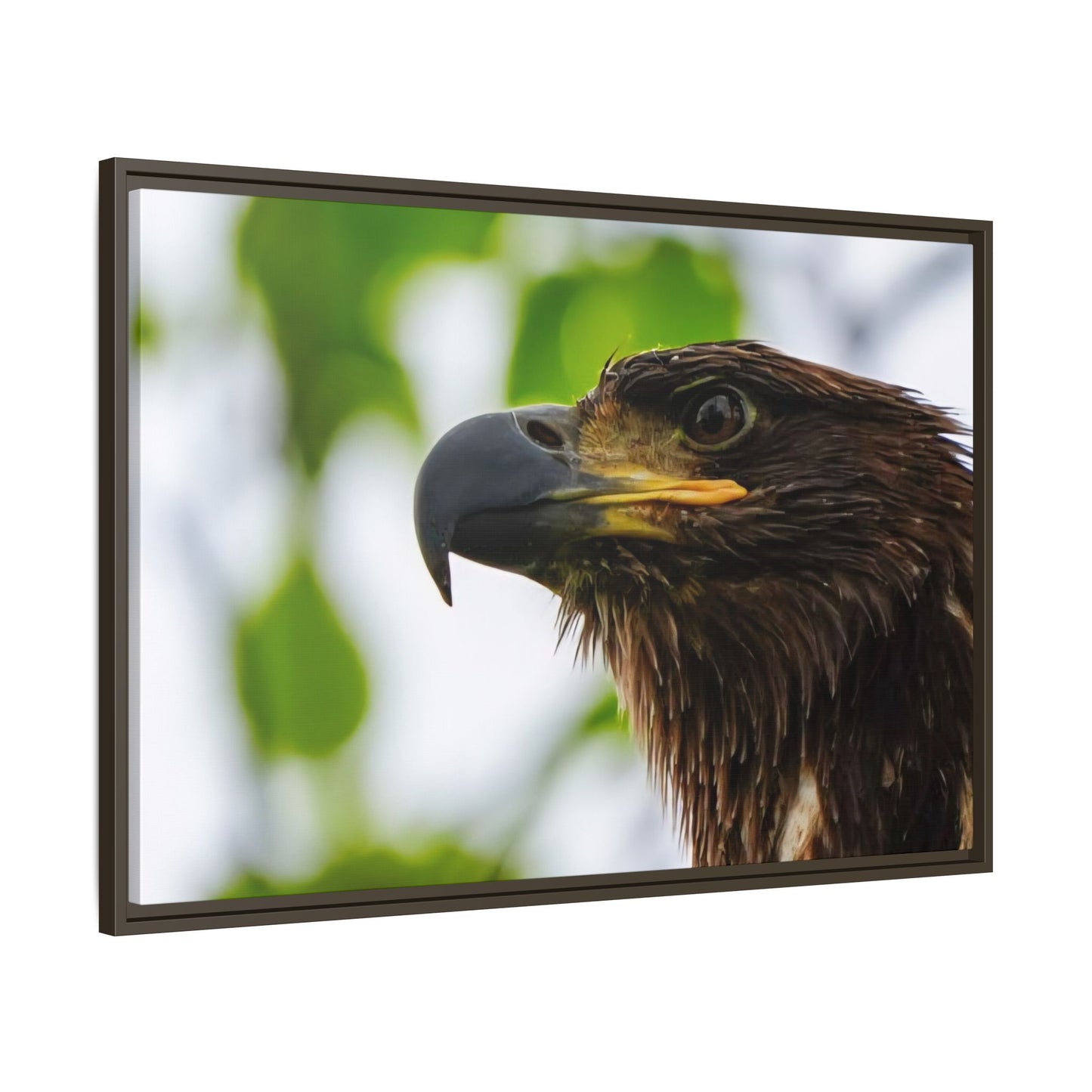 Alaskan Juvenile Eagle