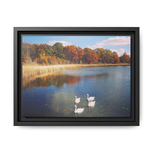Four Swans at Crosswinds