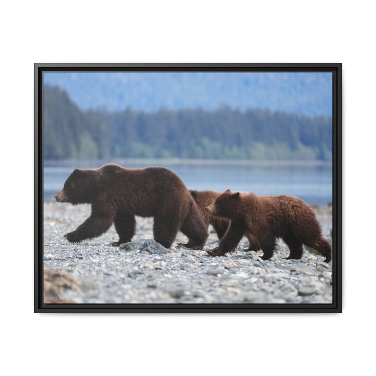 Mother Grizzly Bear & Cubs