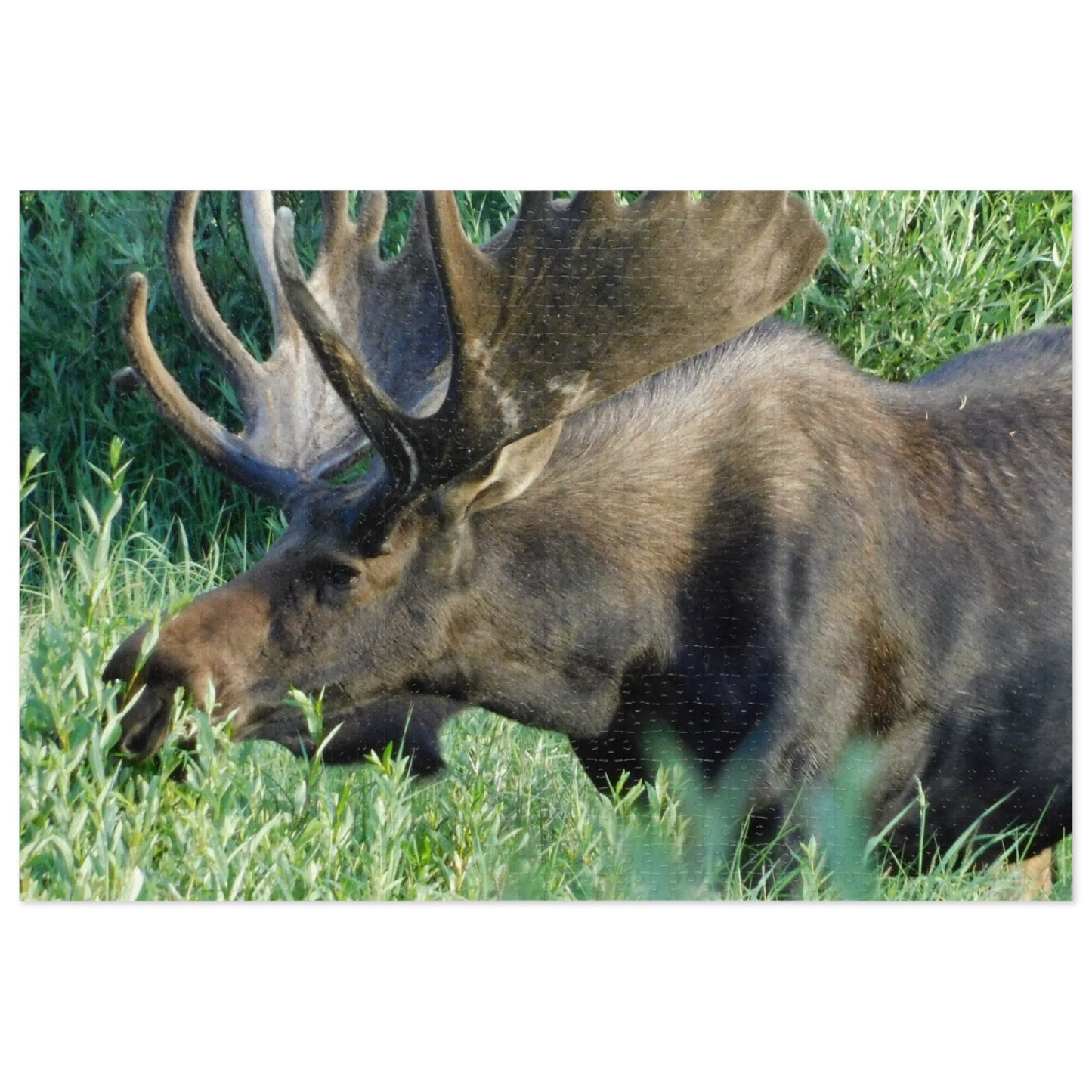 Moose on the Loose: Puzzle Edition, Jigsaw Puzzle, Rocky Mountain