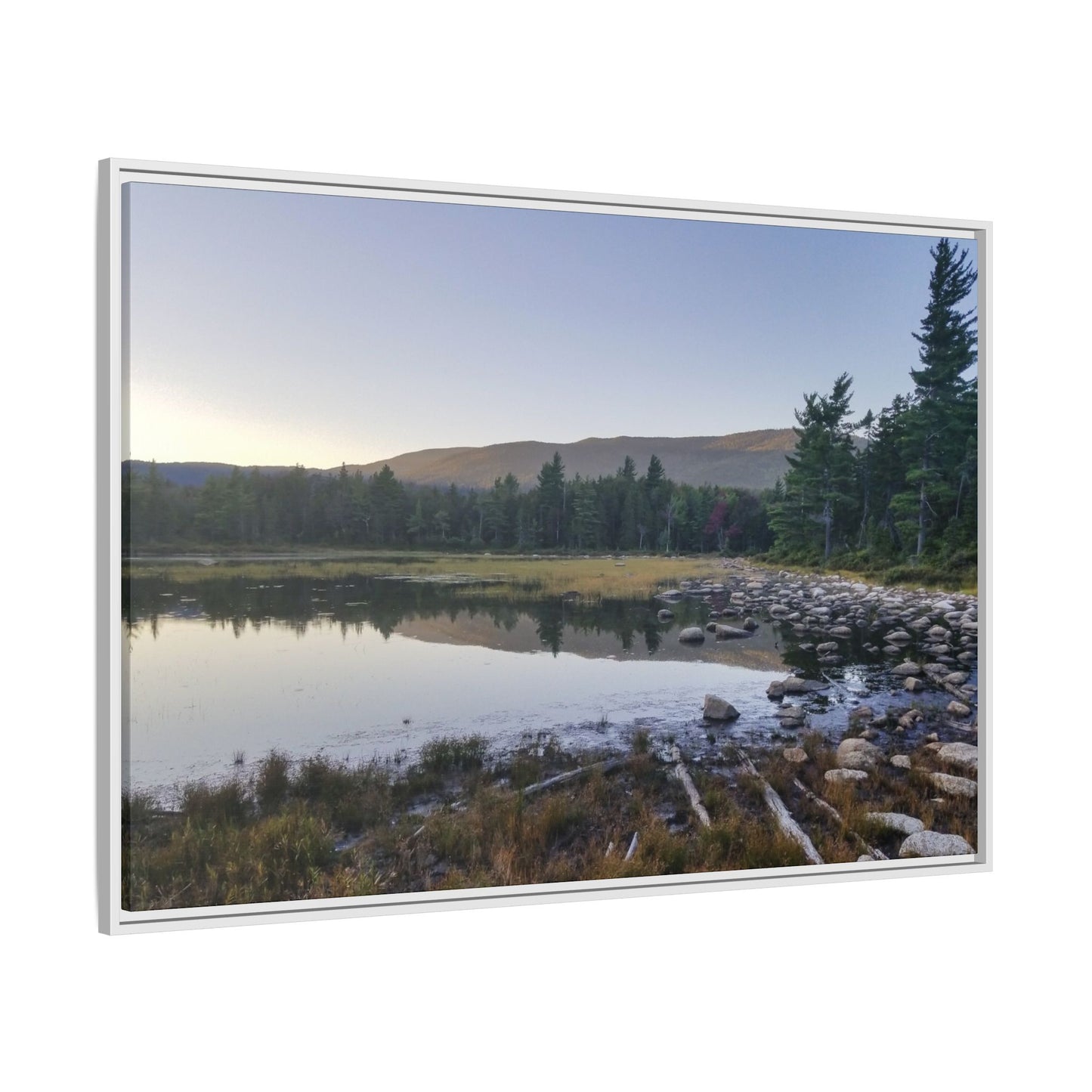 Lily Pond Reflections