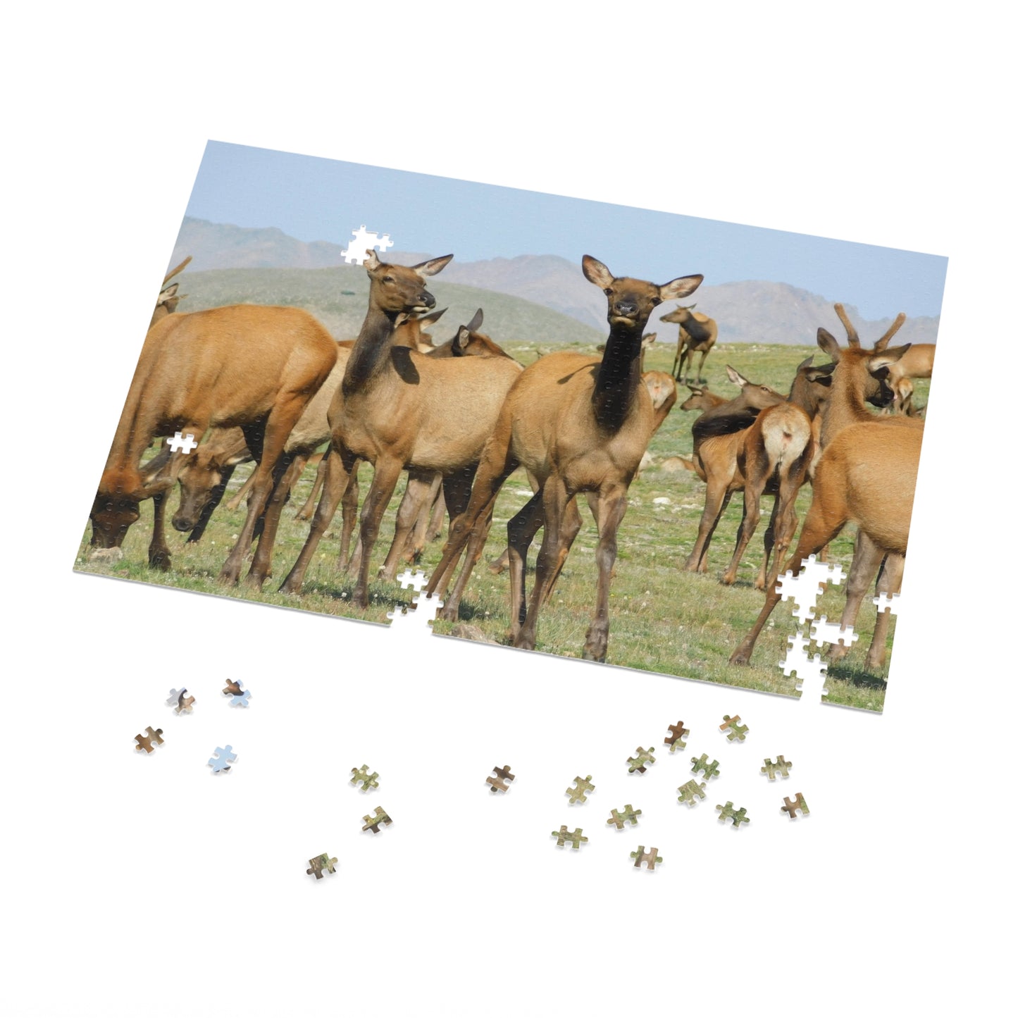 Elk-straordinary Challenge, Jigsaw Puzzle, Rocky Mountain Elk Herd