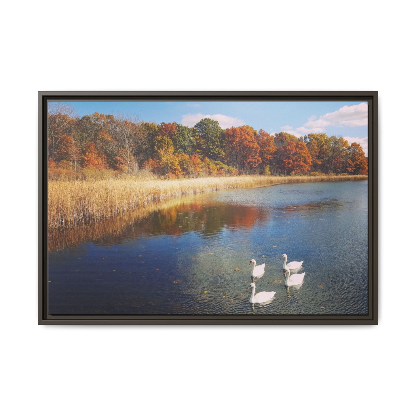 Four Swans at Crosswinds
