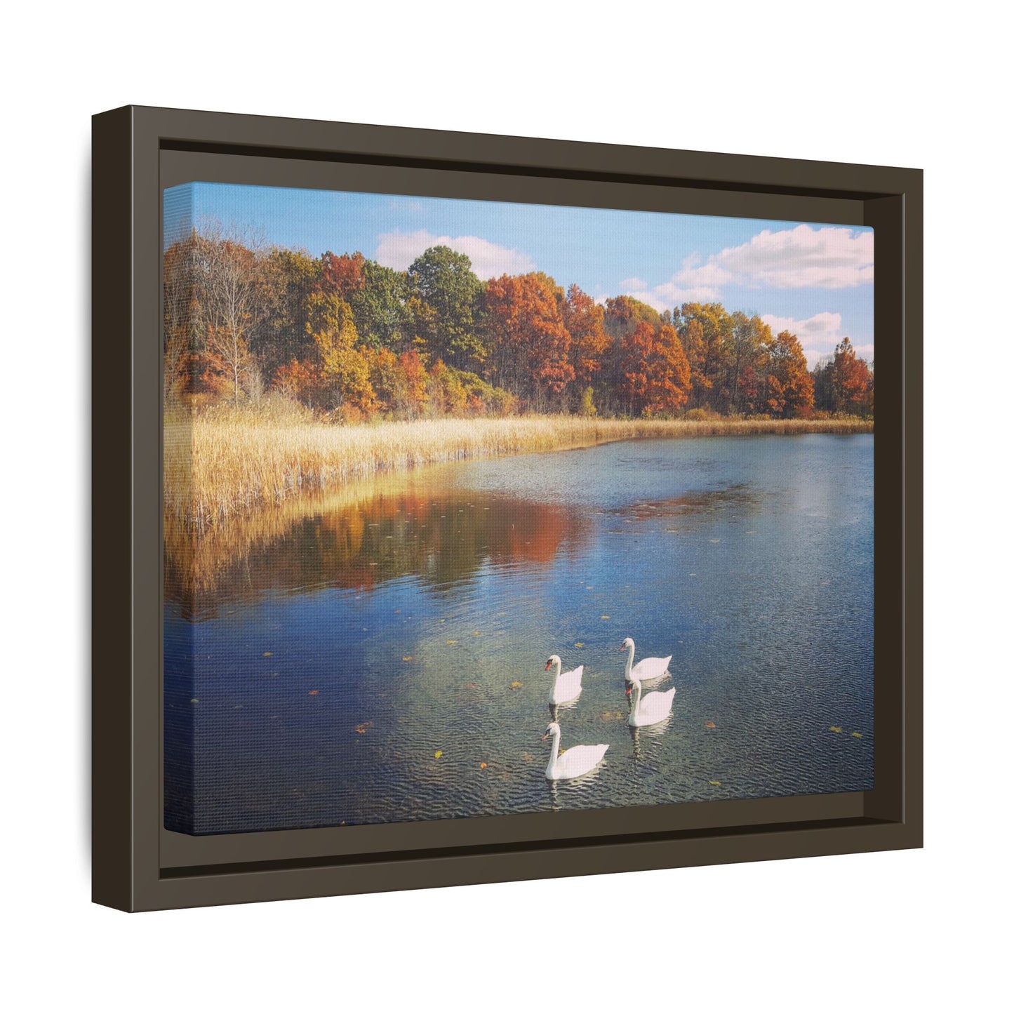 Four Swans at Crosswinds