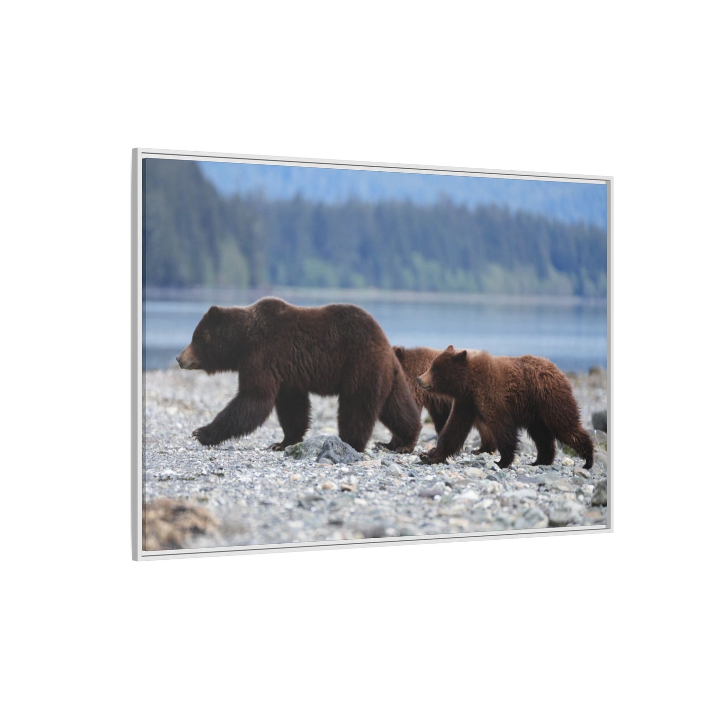 Mother Grizzly Bear & Cubs