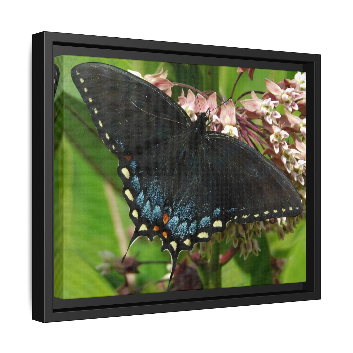 Blue Wings & Bloom Things