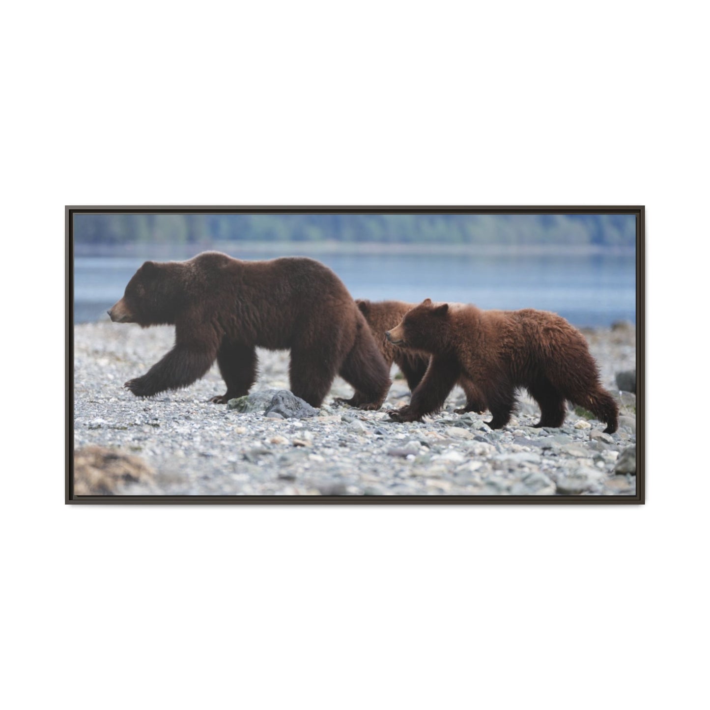 Mother Grizzly Bear & Cubs
