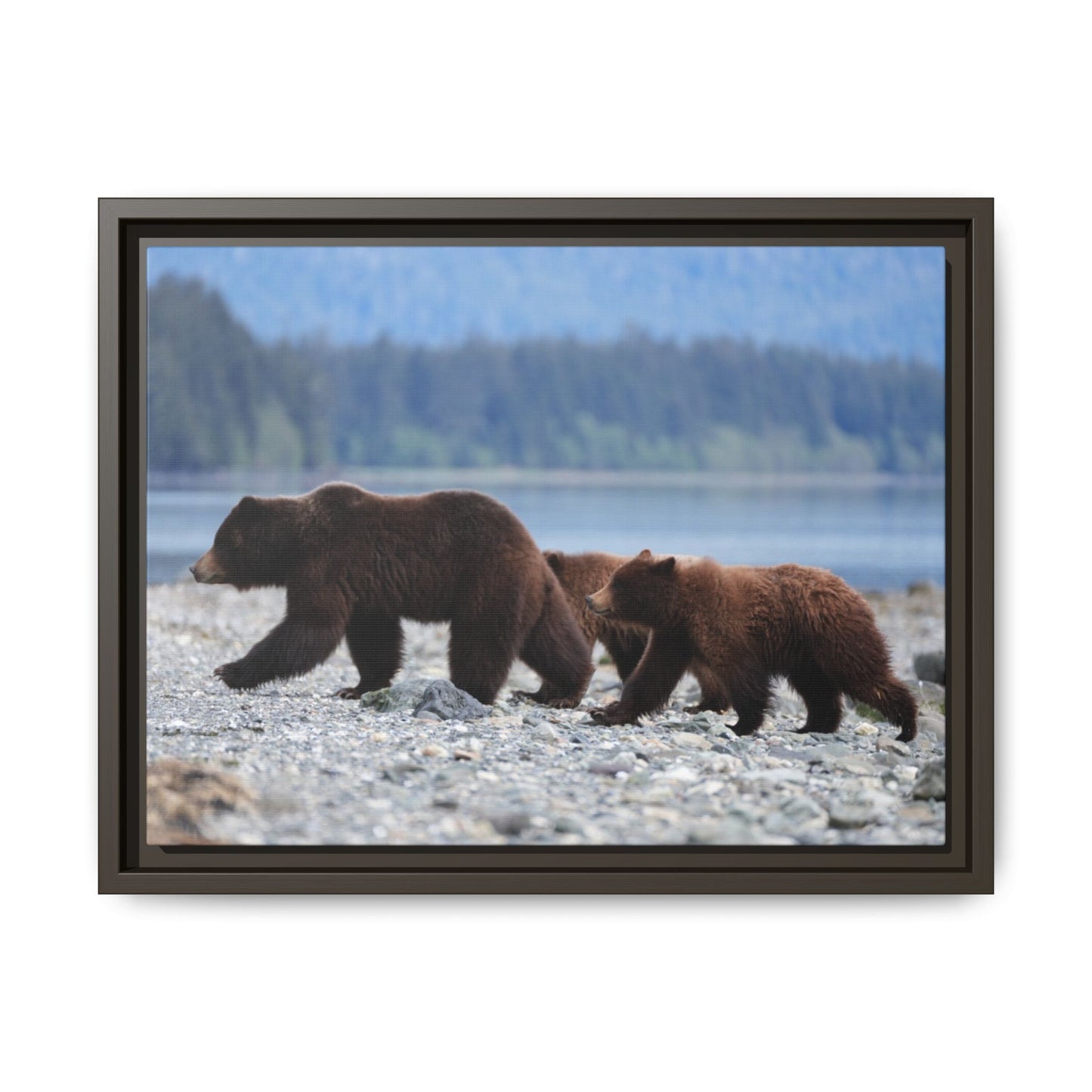 Mother Grizzly Bear & Cubs
