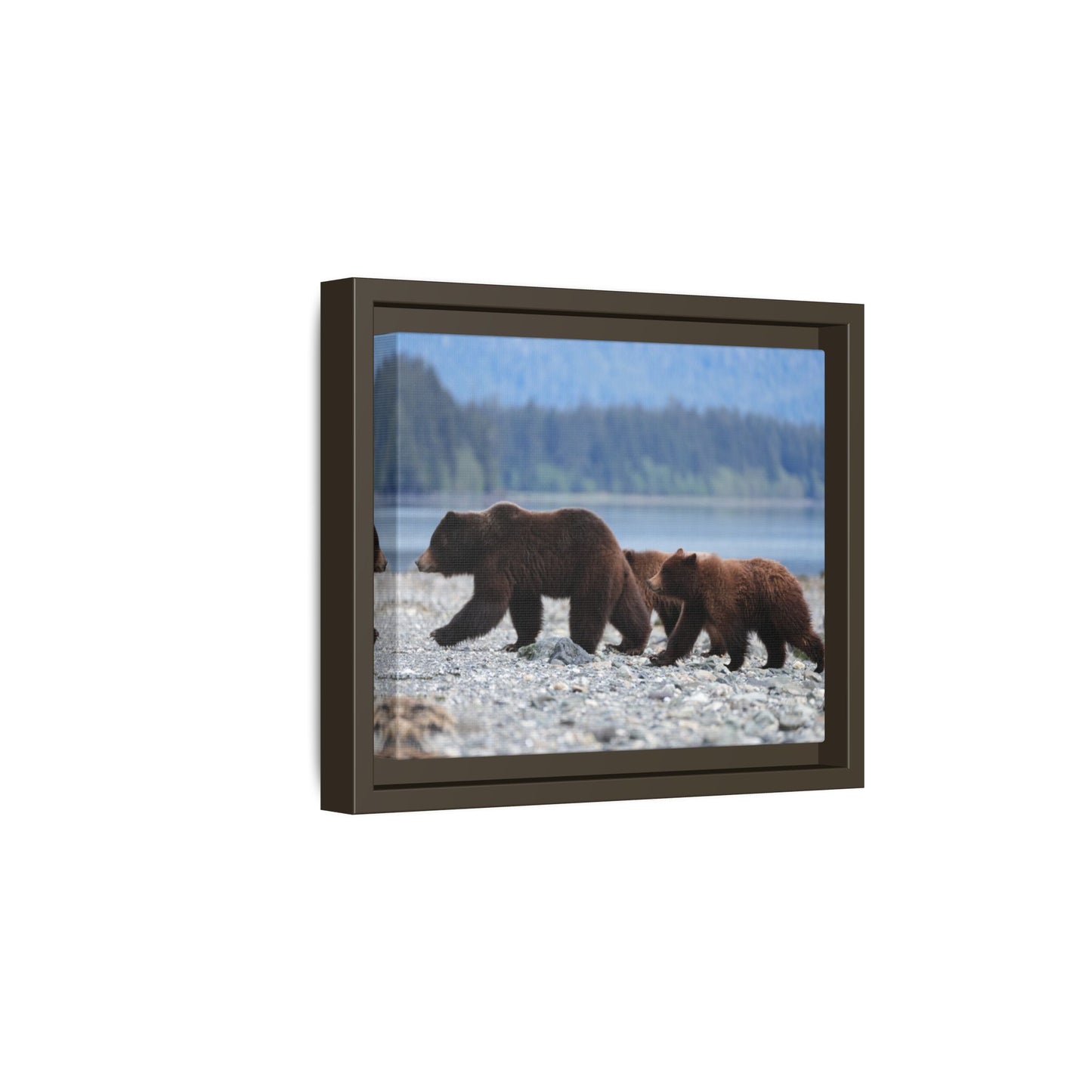 Mother Grizzly Bear & Cubs