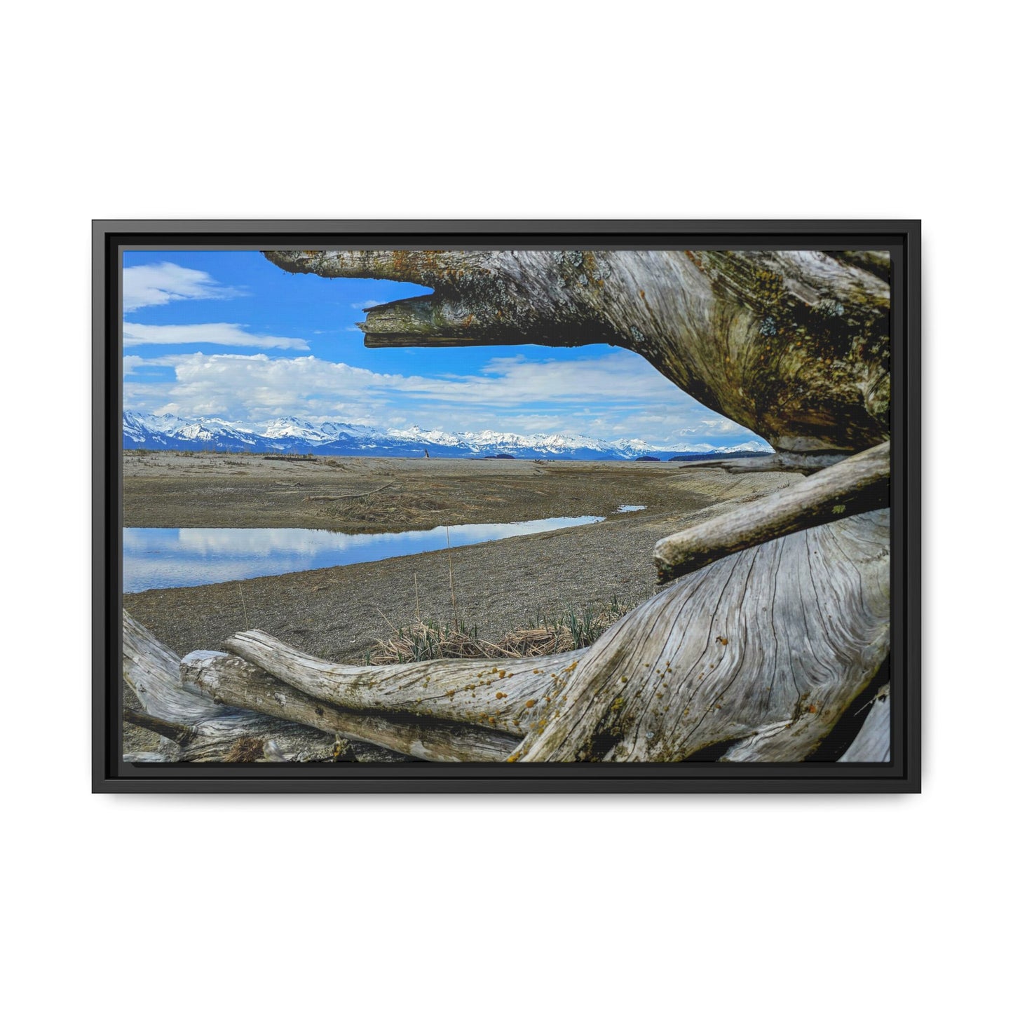 Driftwood on Eagle Beach