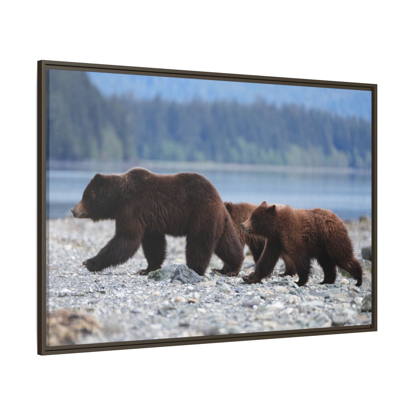 Mother Grizzly Bear & Cubs