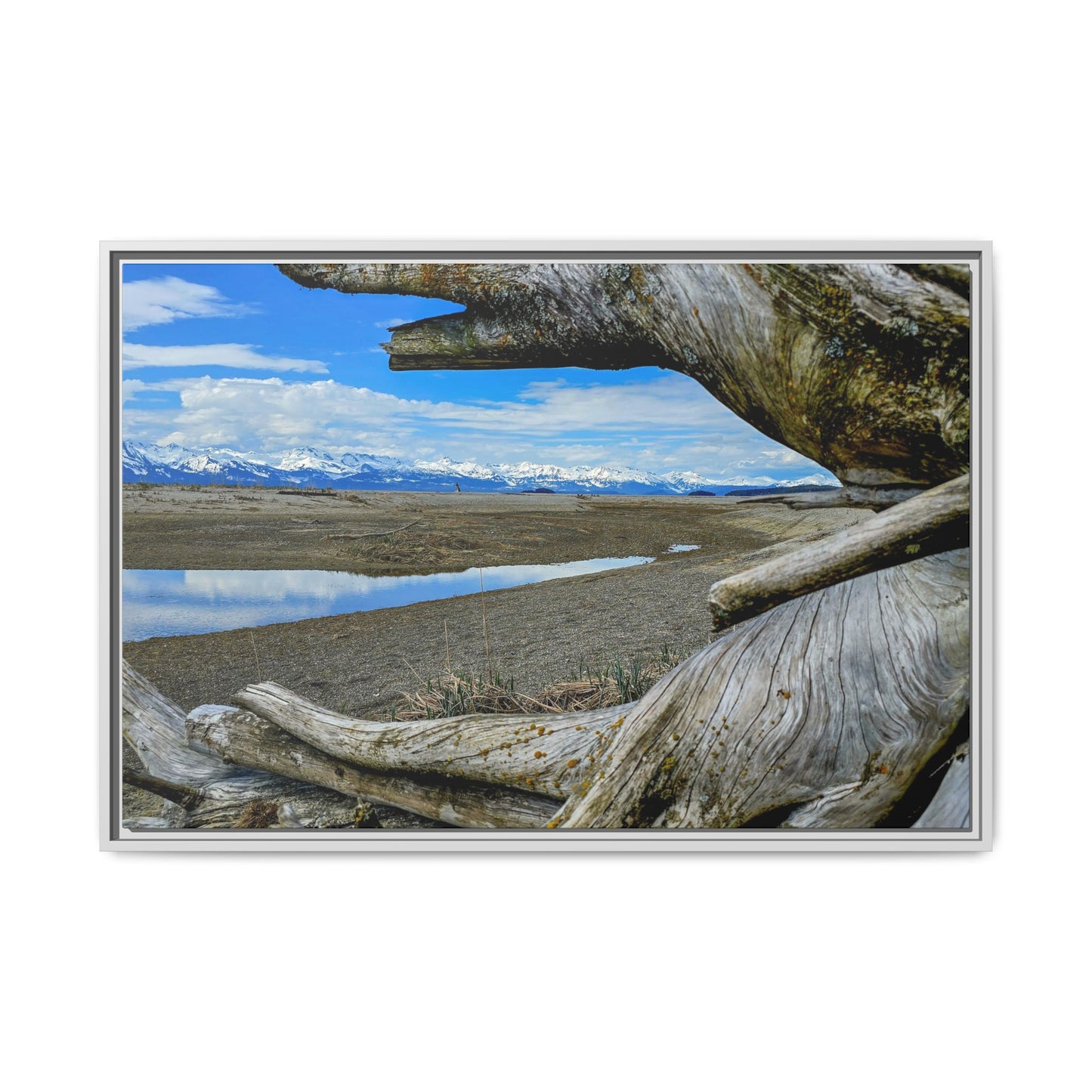 Driftwood on Eagle Beach