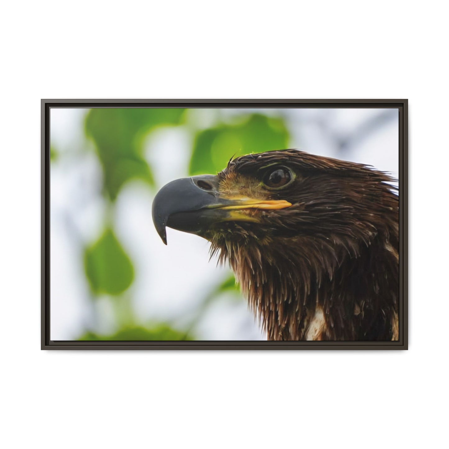 Alaskan Juvenile Eagle