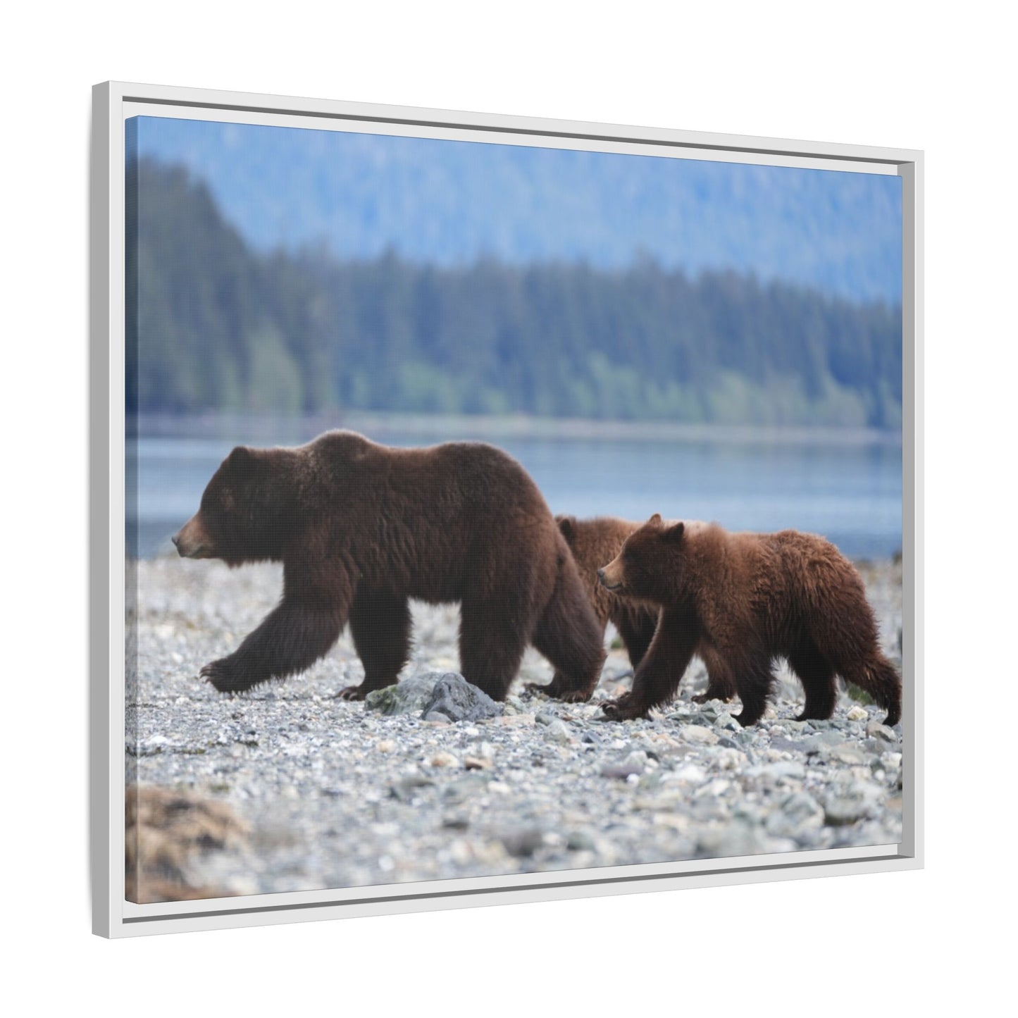 Mother Grizzly Bear & Cubs