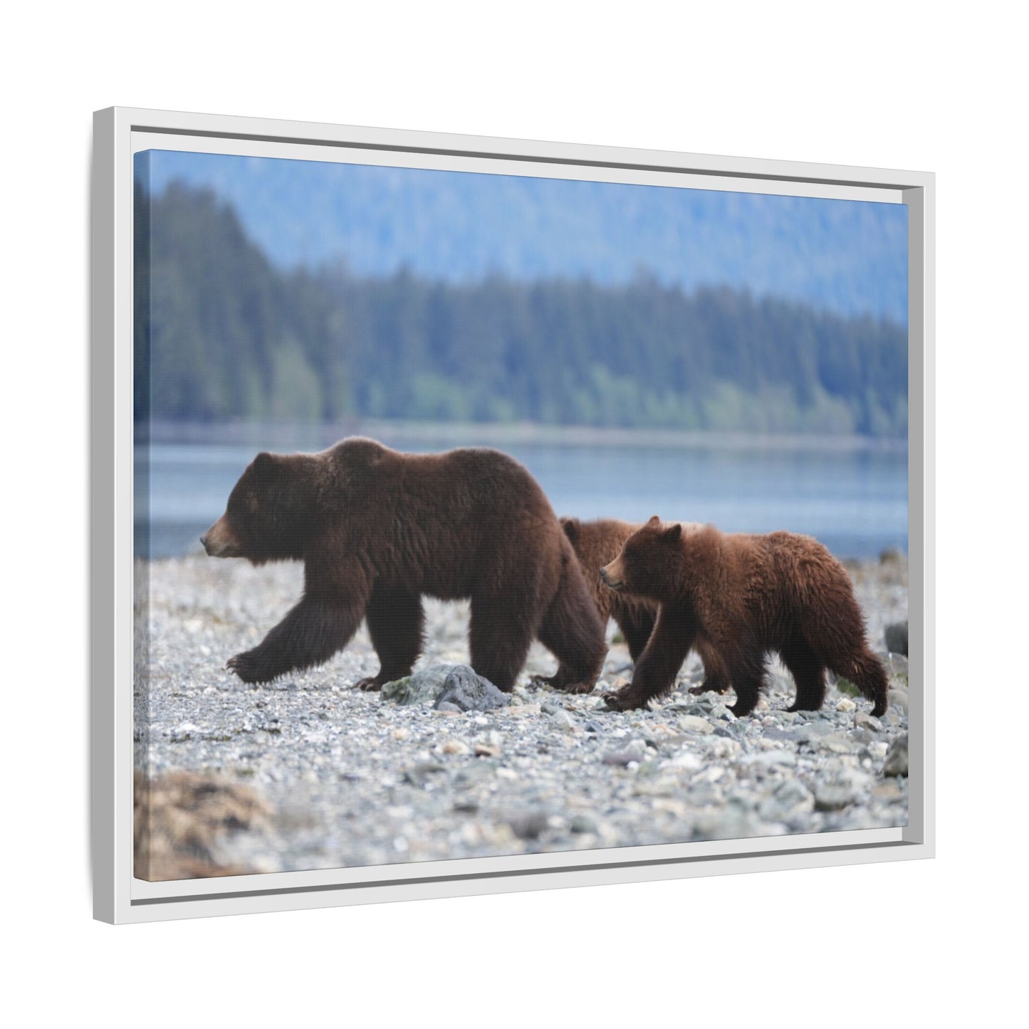 Mother Grizzly Bear & Cubs