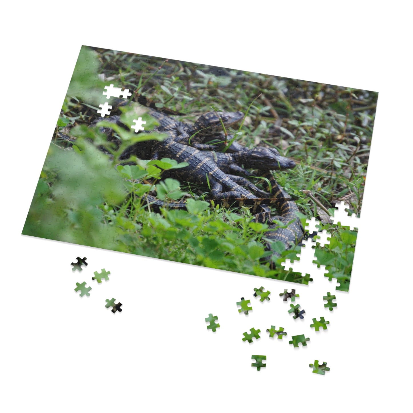 Get Snappy with Our Baby Alligator Puzzle!, Jigsaw Puzzle with Tin