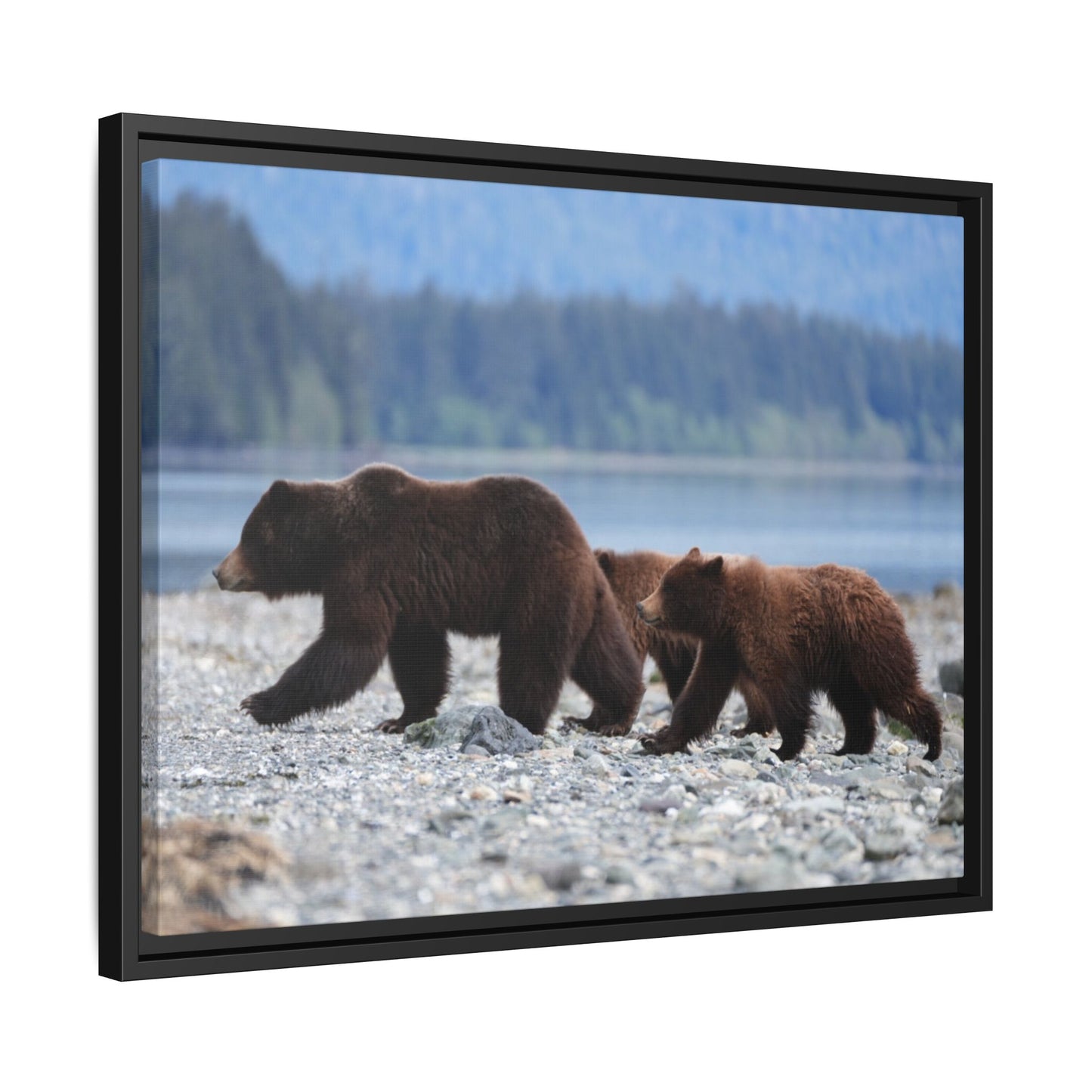Mother Grizzly Bear & Cubs