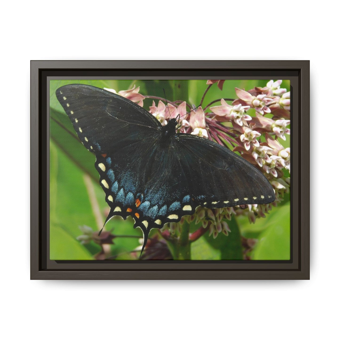 Blue Wings & Bloom Things