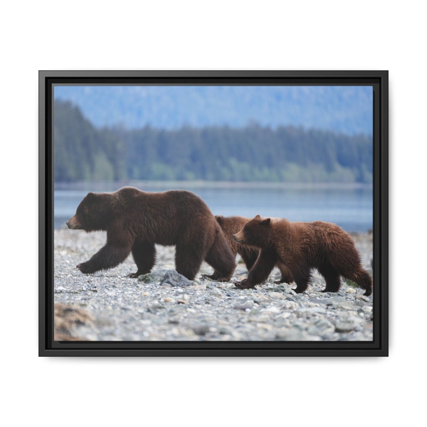 Mother Grizzly Bear & Cubs