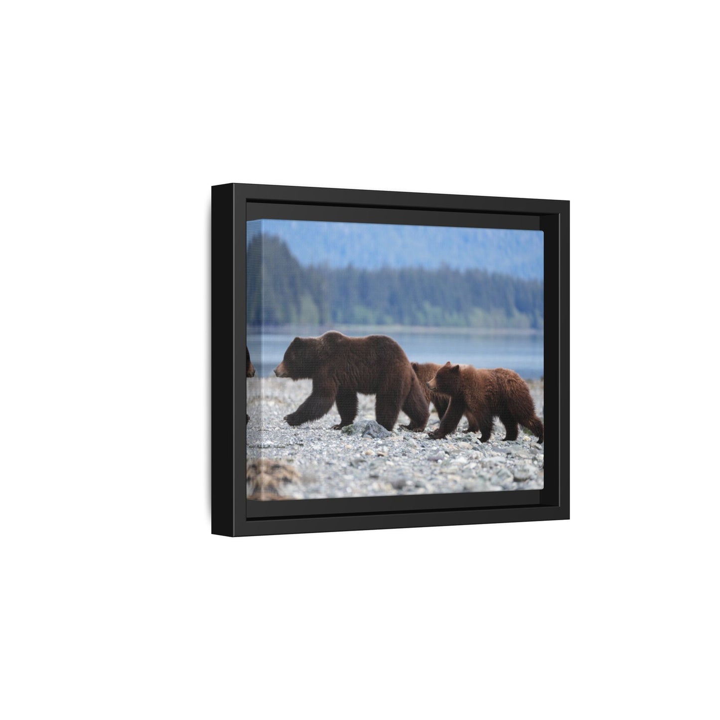 Mother Grizzly Bear & Cubs