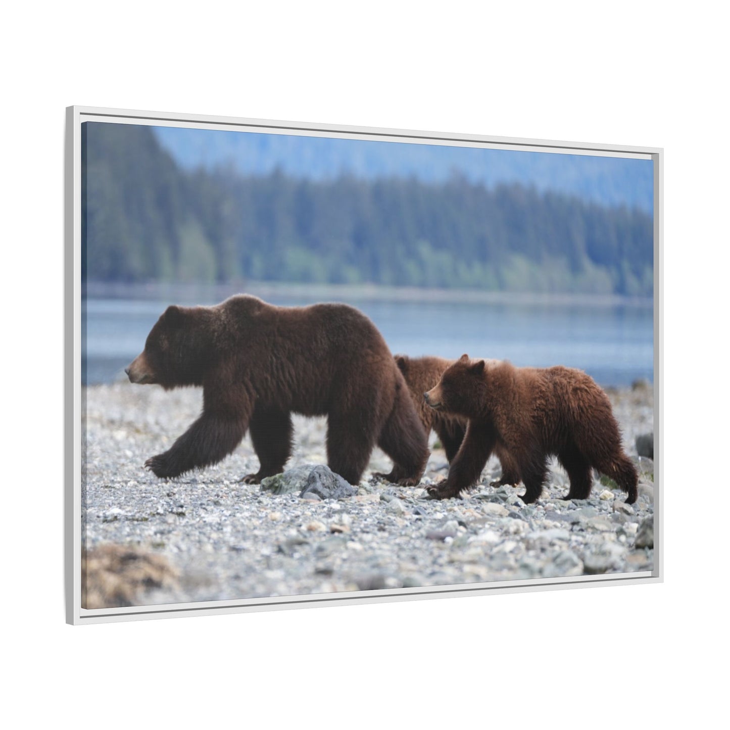 Mother Grizzly Bear & Cubs