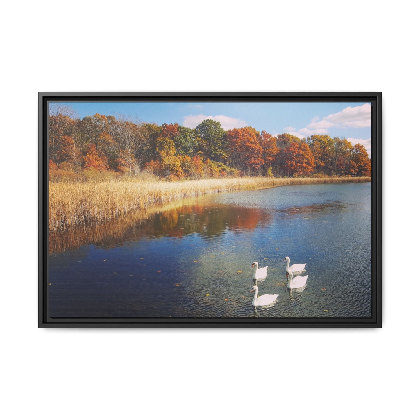 Four Swans at Crosswinds